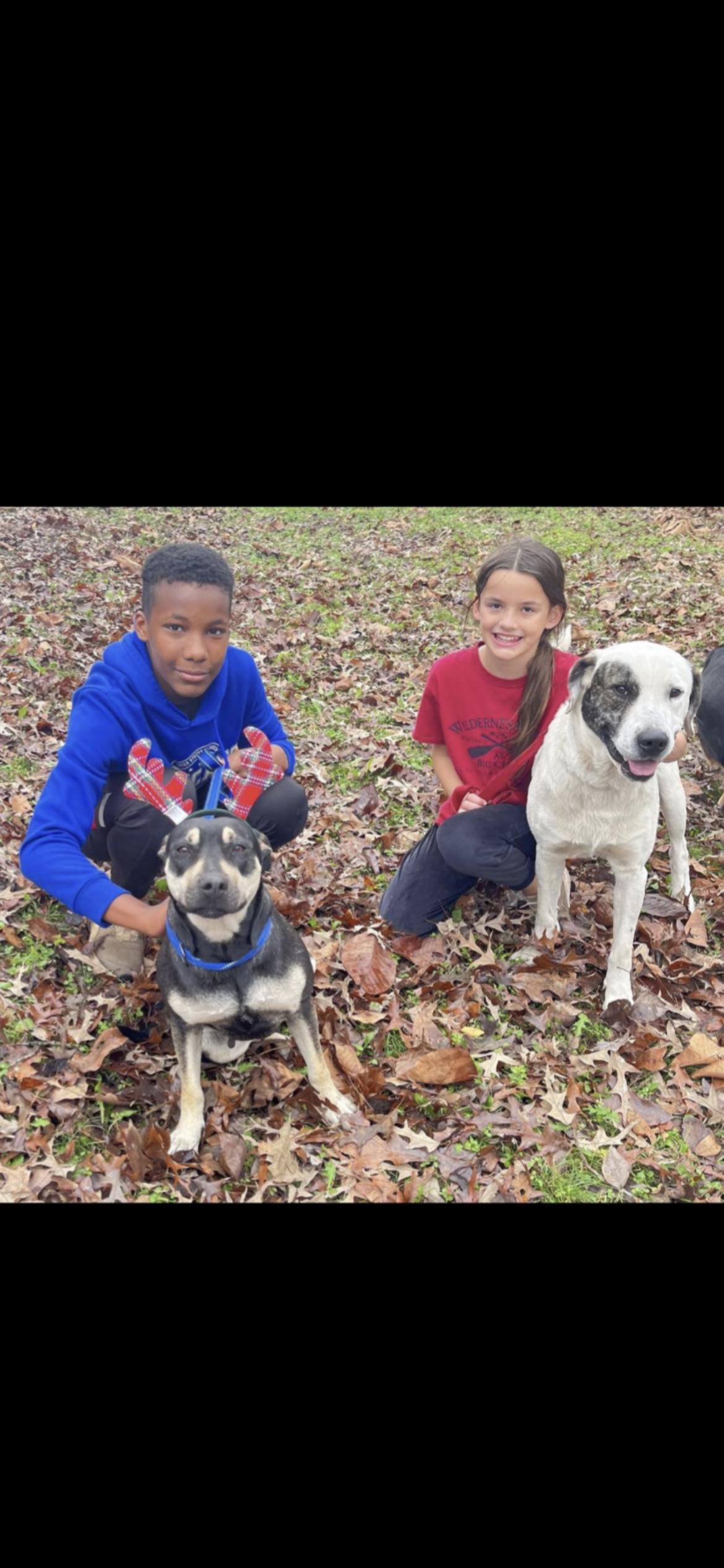 Enlarge LAUREL, a Adoptable mixed breed in Branford, CT image 4/6