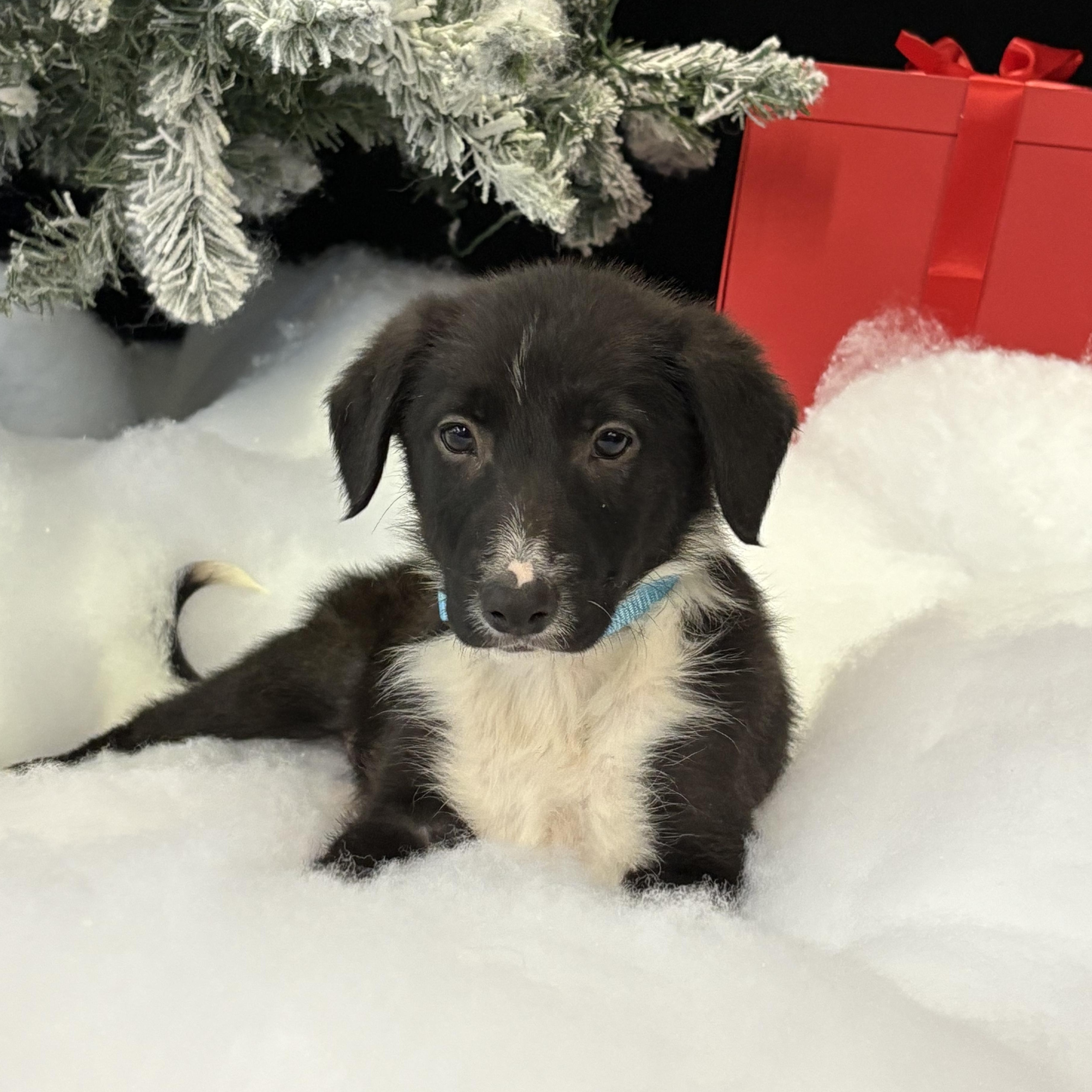 Cocoa bean , Adoptable, Puppy Female Collie.