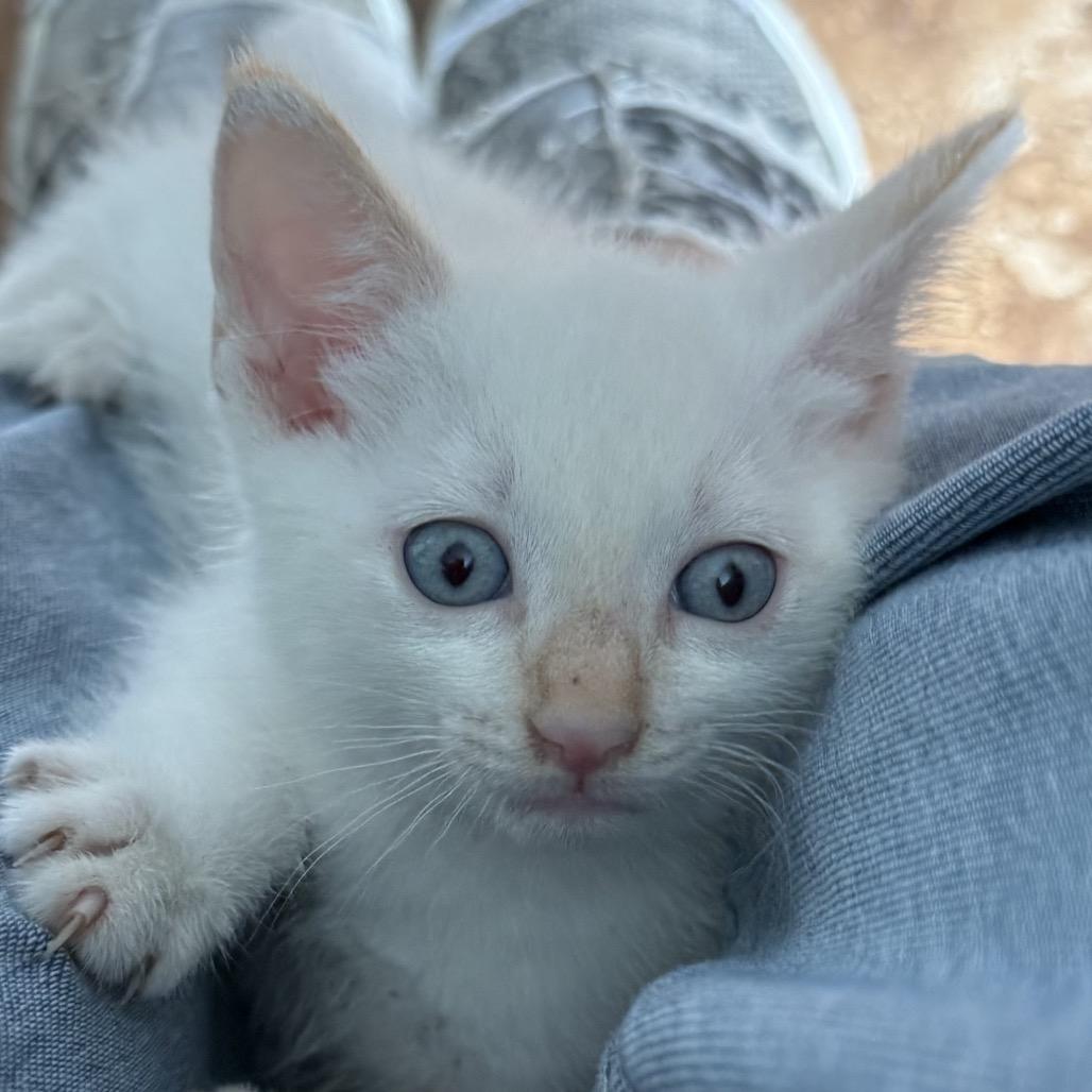 Enlarge Sunny, a Adoptable Siamese in Missouri City, TX image 1/2