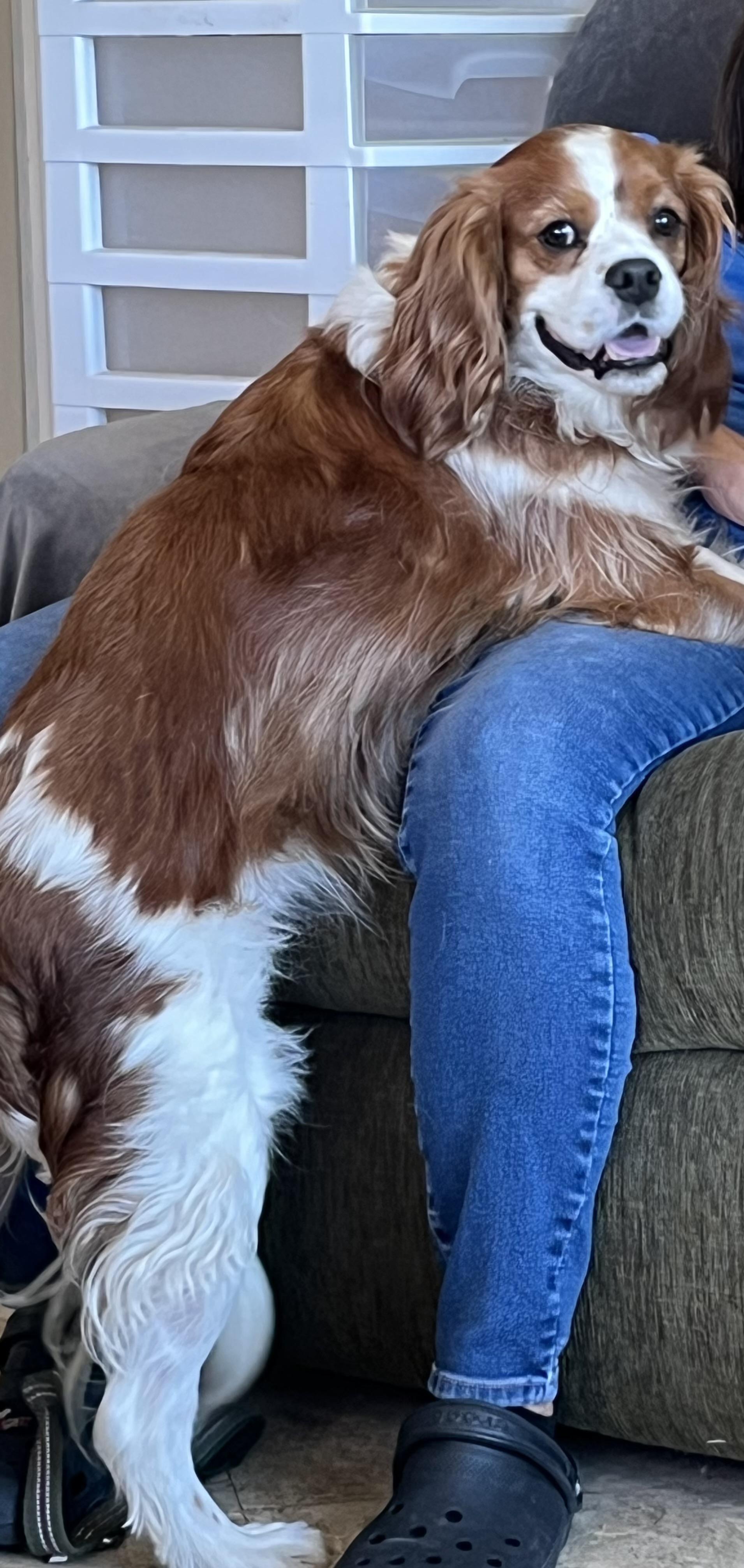 Red, ADOPTABLE, Adult Male Welsh Springer Spaniel & Mixed Breed.