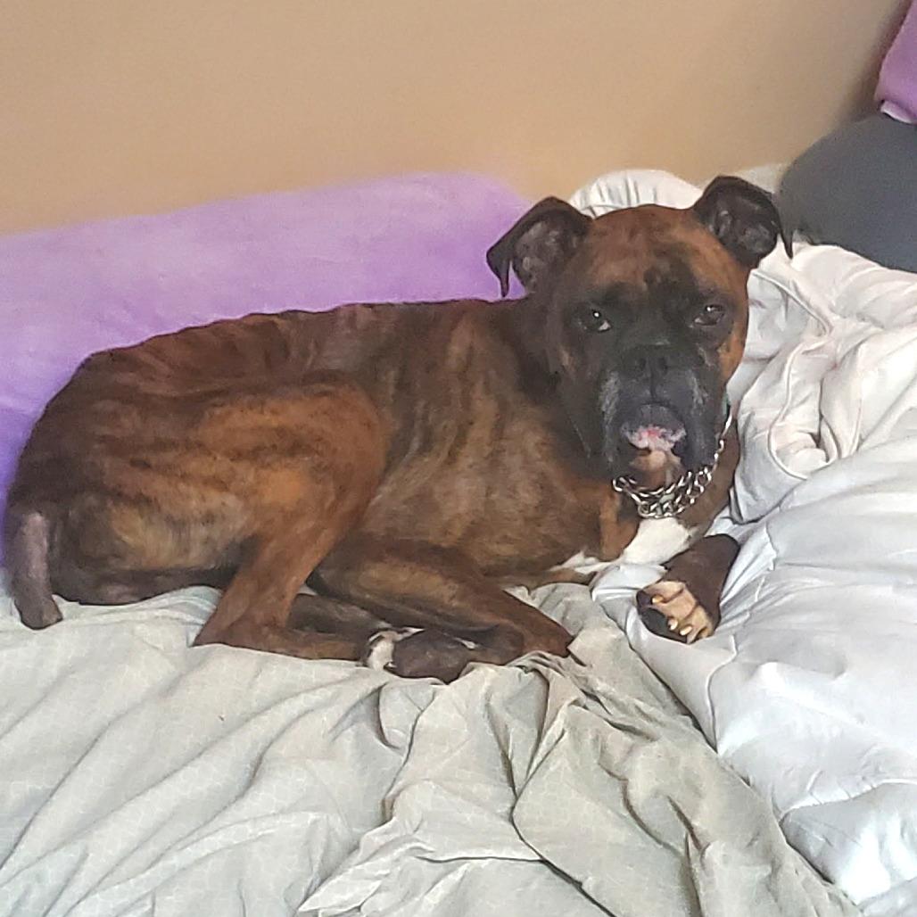 Enlarge Kiki, a ADOPTABLE Boxer in Tallahassee, FL image 4/6