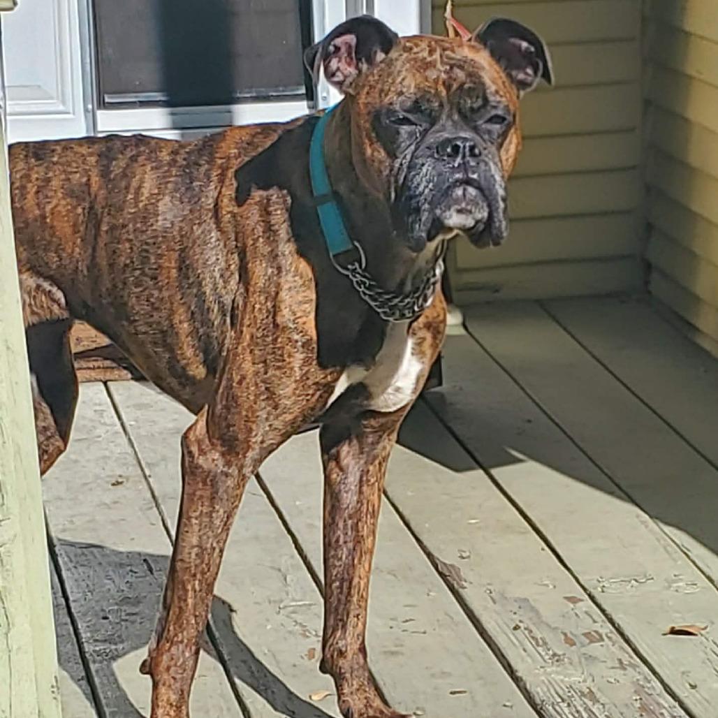 Enlarge Kiki, a ADOPTABLE Boxer in Tallahassee, FL image 6/6