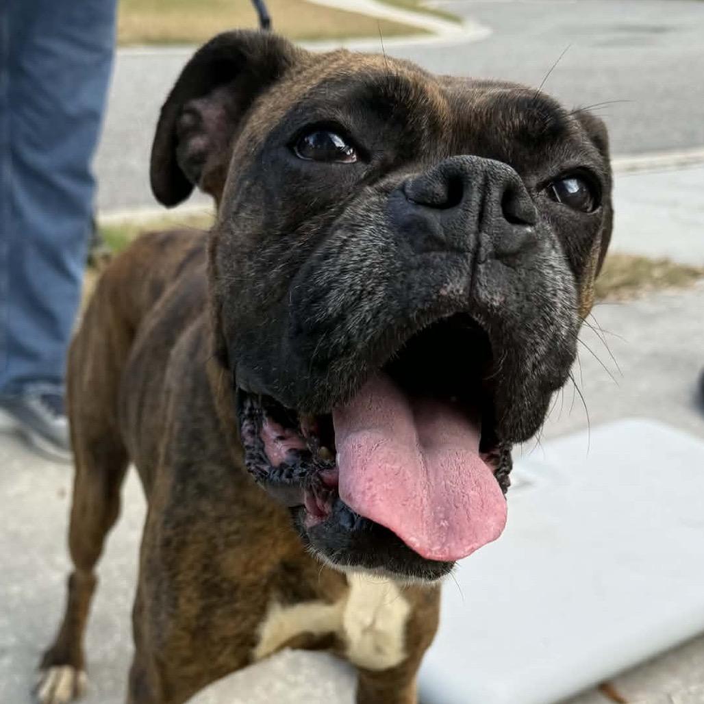 Kiki, ADOPTABLE, Adult Female Boxer.
