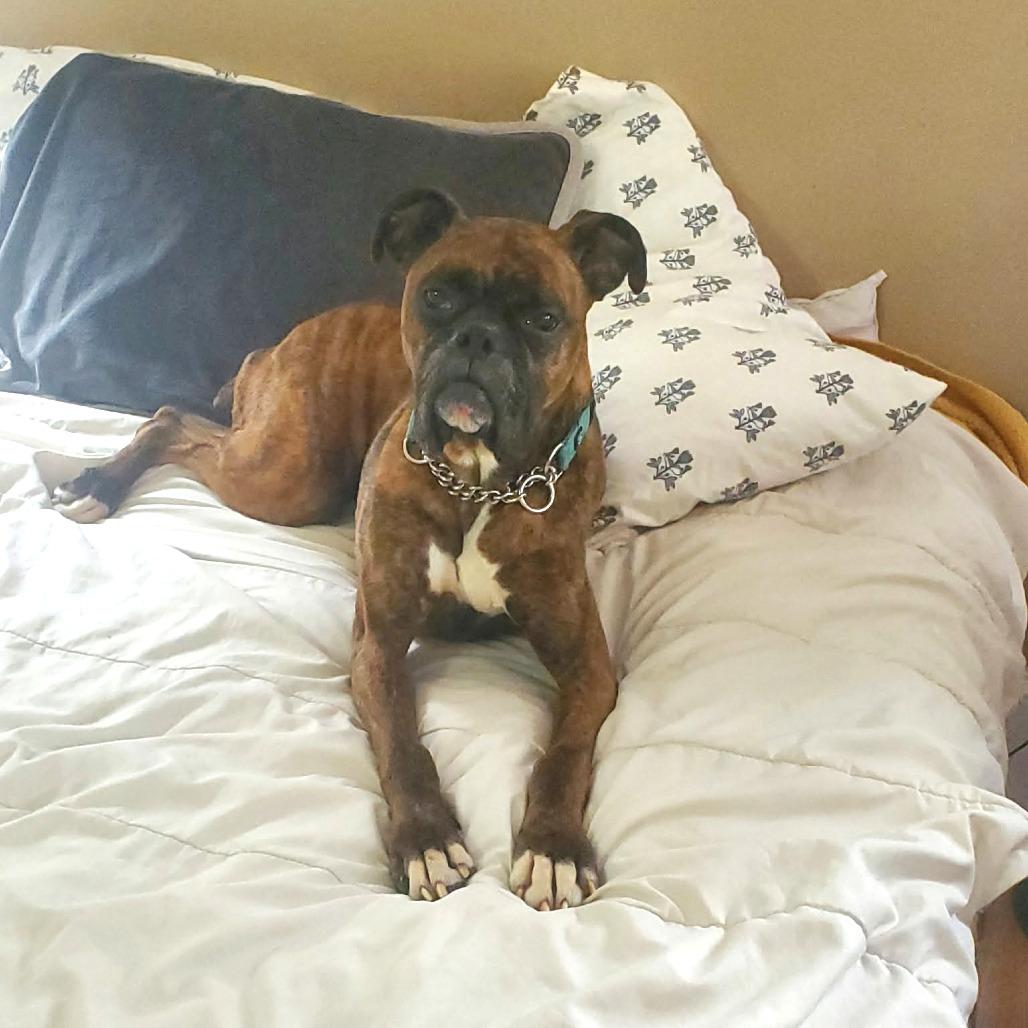 Enlarge Kiki, a ADOPTABLE Boxer in Tallahassee, FL image 2/6