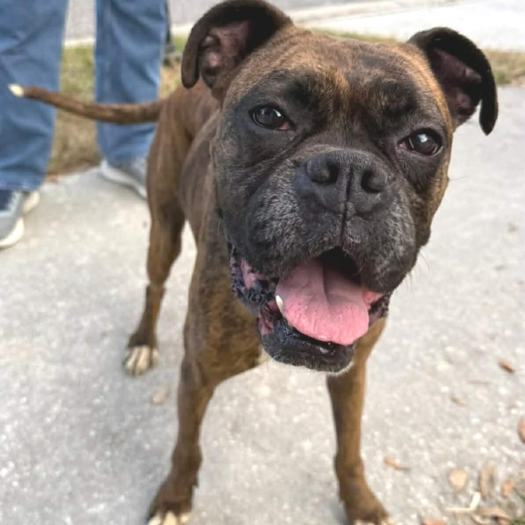 Enlarge Kiki, a ADOPTABLE Boxer in Tallahassee, FL image 3/6