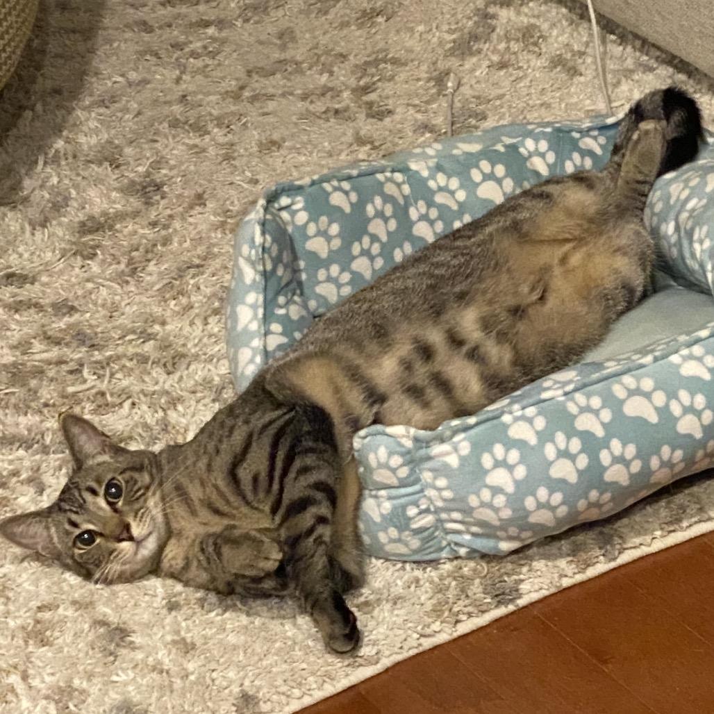 Enlarge Griffey, a Adoptable Domestic Short Hair in Potomac, MD image 1/6