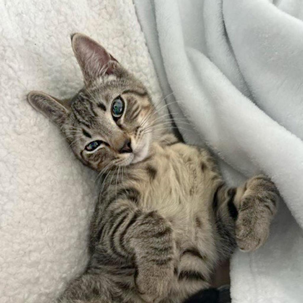 Enlarge Griffey, a Adoptable Domestic Short Hair in Potomac, MD image 2/6