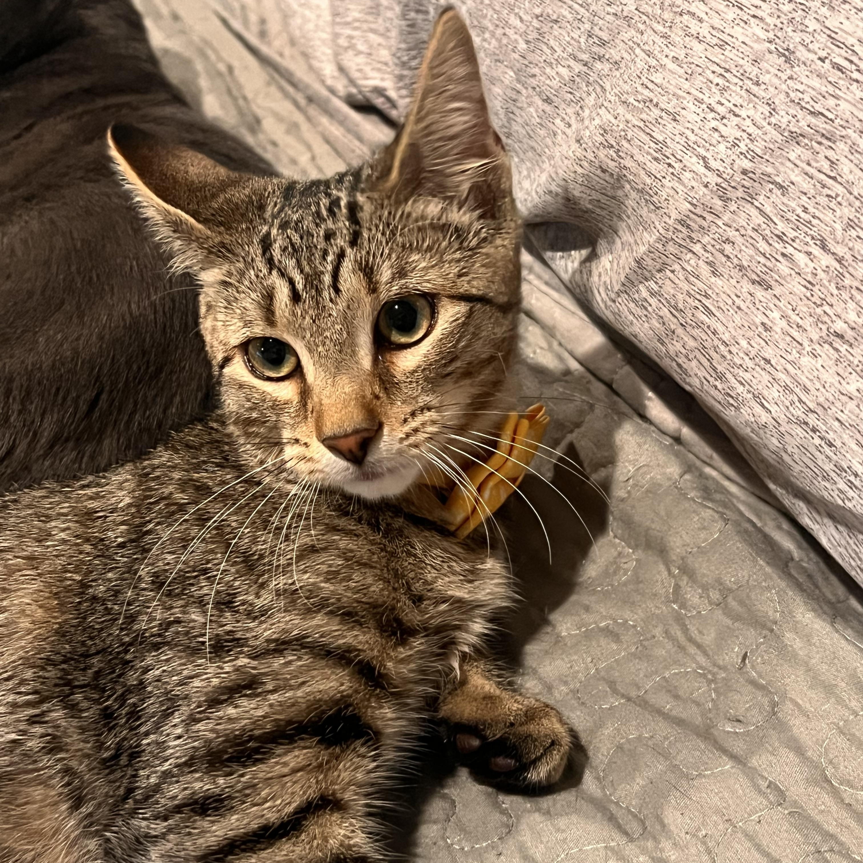 Wonton, an adopted mixed breed in Syosset, NY image 3/4