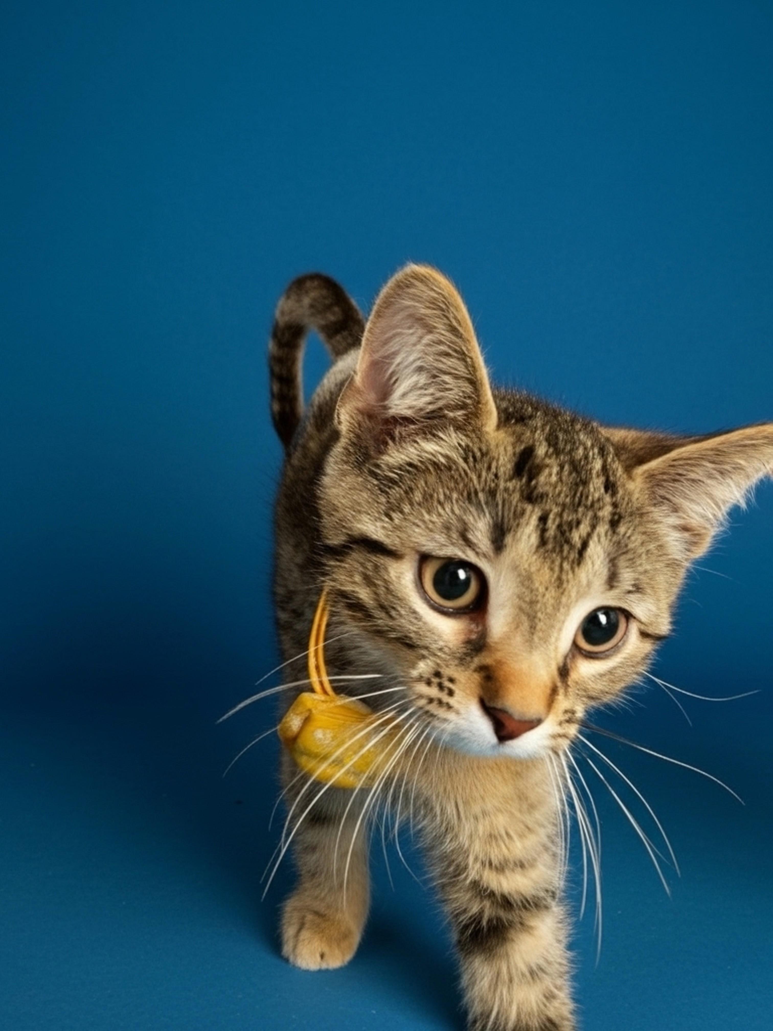 Wonton, an adopted mixed breed in Syosset, NY image 1/4