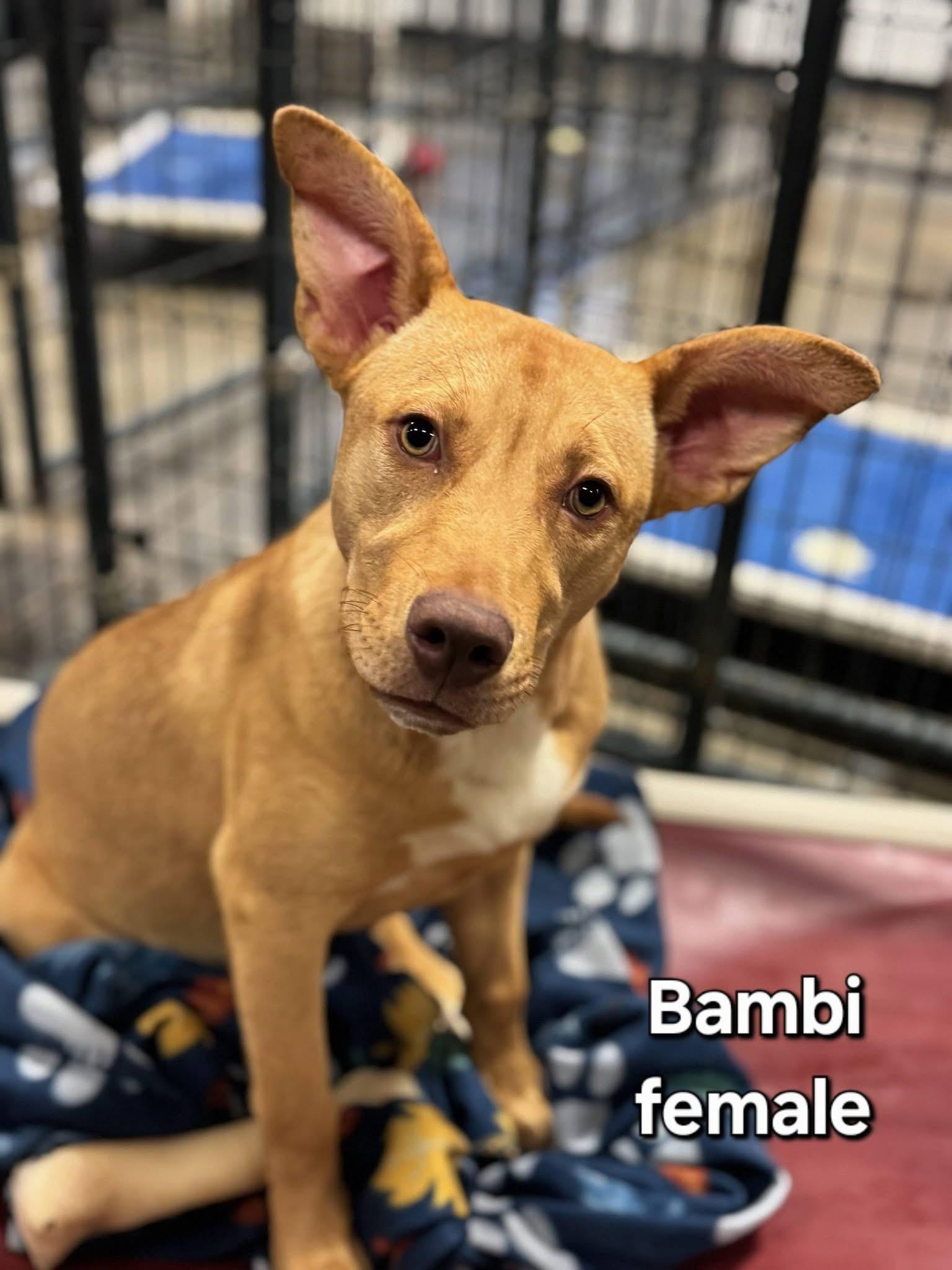 Bambi, ADOPTABLE, Puppy Female Mixed Breed.