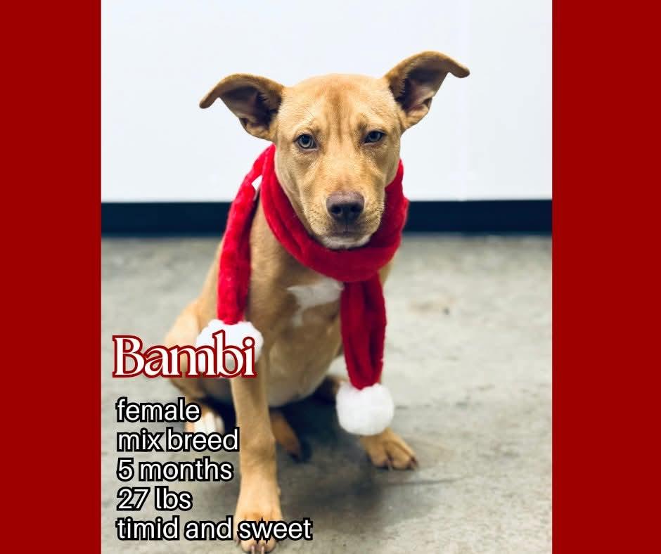 Bambi, ADOPTABLE, Young Female Mixed Breed.