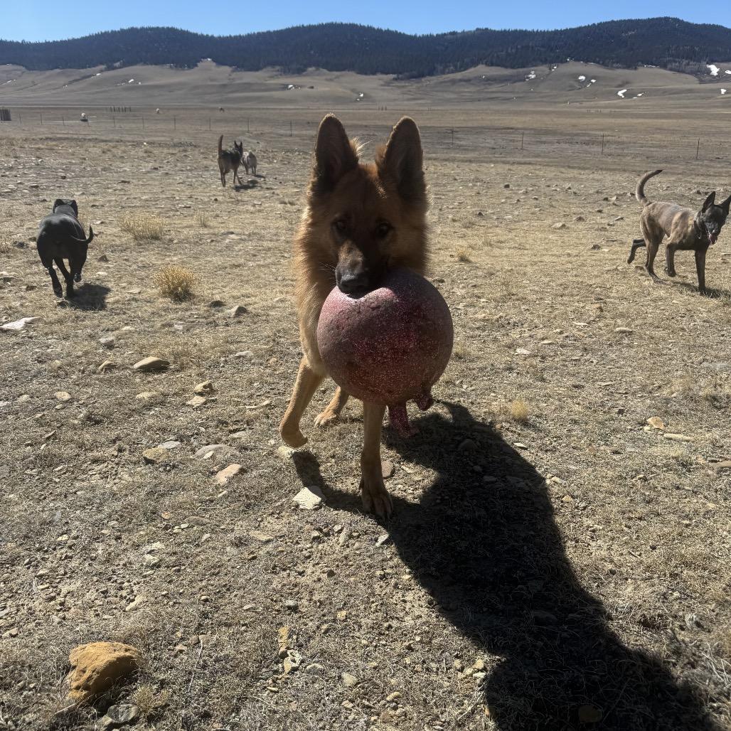 Freddy, Adoptable, Adult Male German Shepherd Dog.