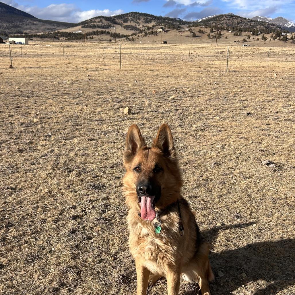 Enlarge Freddy, a Adoptable German Shepherd Dog in Lakewood, CO image 2/4