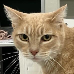 Enlarge Finn, a Adoptable Domestic Short Hair in Las Cruces, NM image 1/5