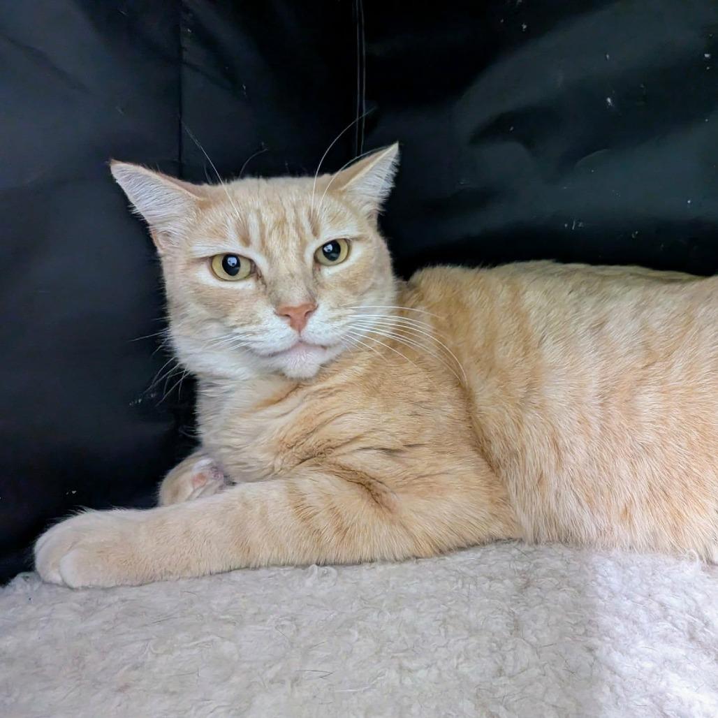 Enlarge Finn, a Adoptable Domestic Short Hair in Las Cruces, NM image 2/5