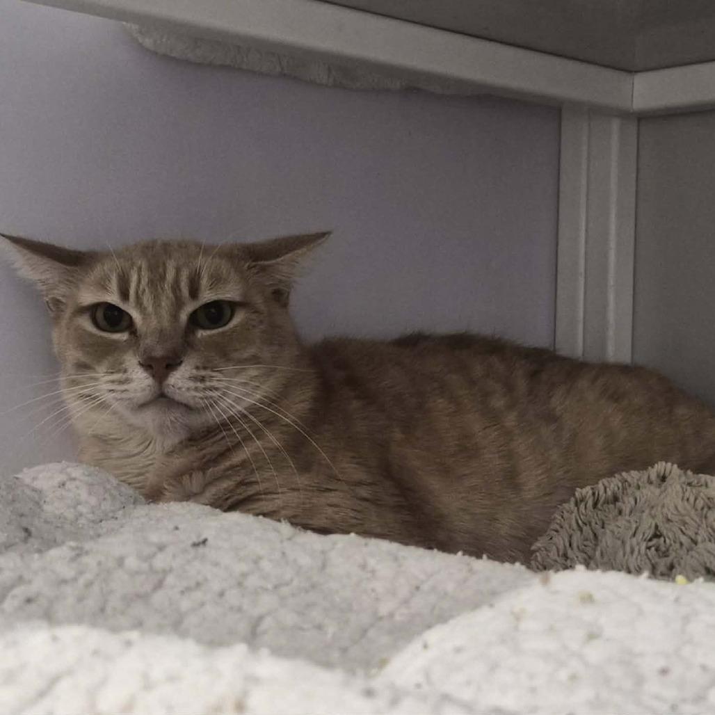 Enlarge Finn, a Adoptable Domestic Short Hair in Las Cruces, NM image 3/5