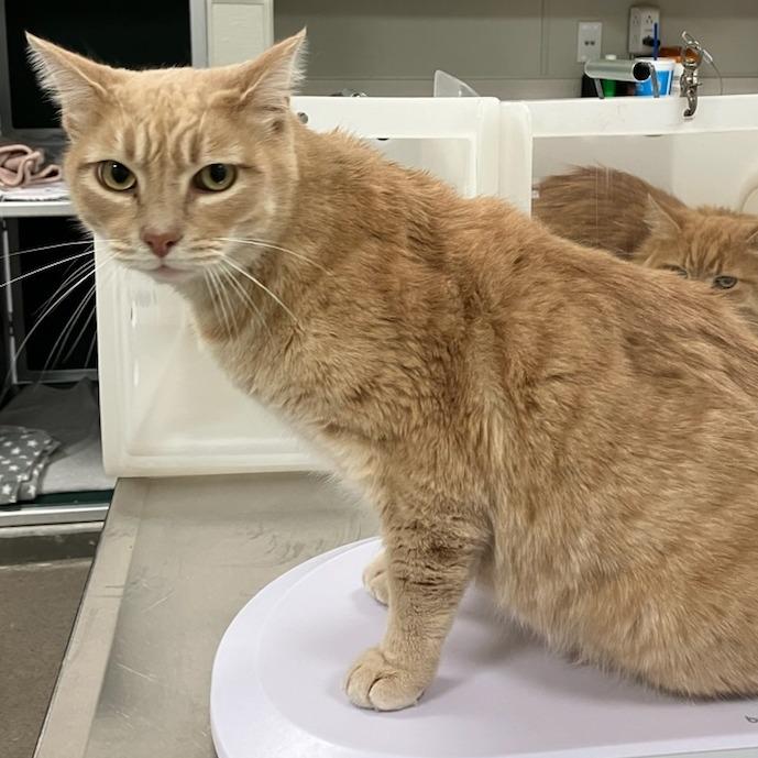 Enlarge Finn, a Adoptable Domestic Short Hair in Las Cruces, NM image 4/5