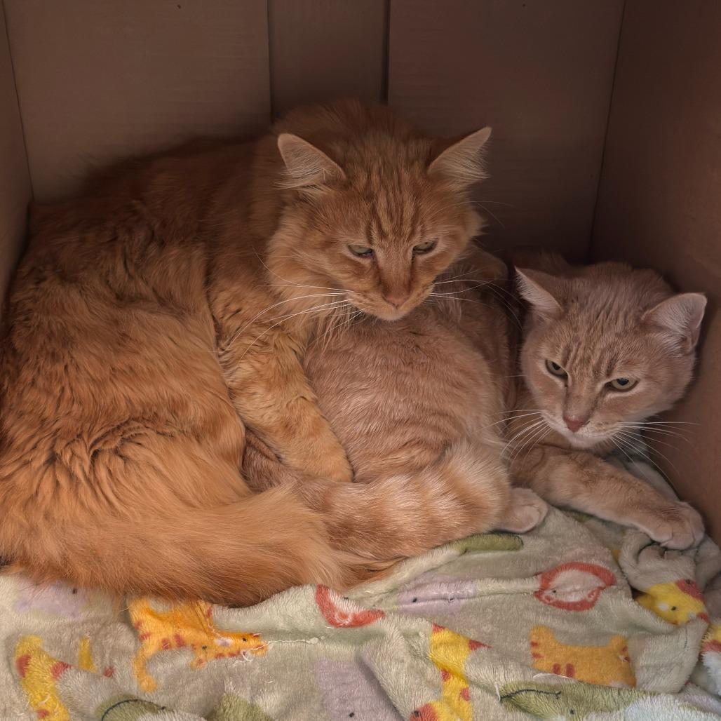 Enlarge Finn, a Adoptable Domestic Short Hair in Las Cruces, NM image 5/5