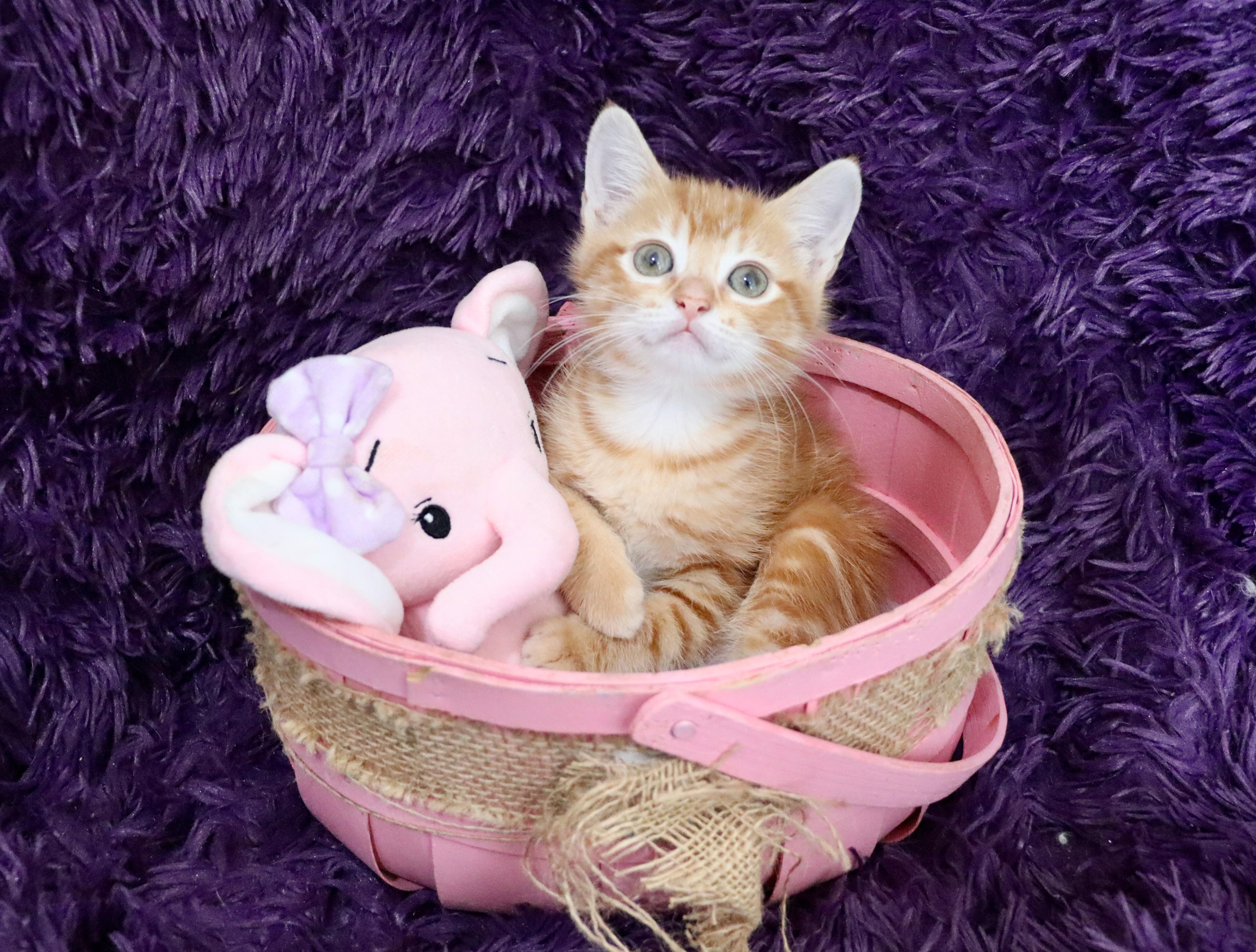 Enlarge Honeysuckle, an adopted mixed breed in Saint Augustine, FL image 2/6