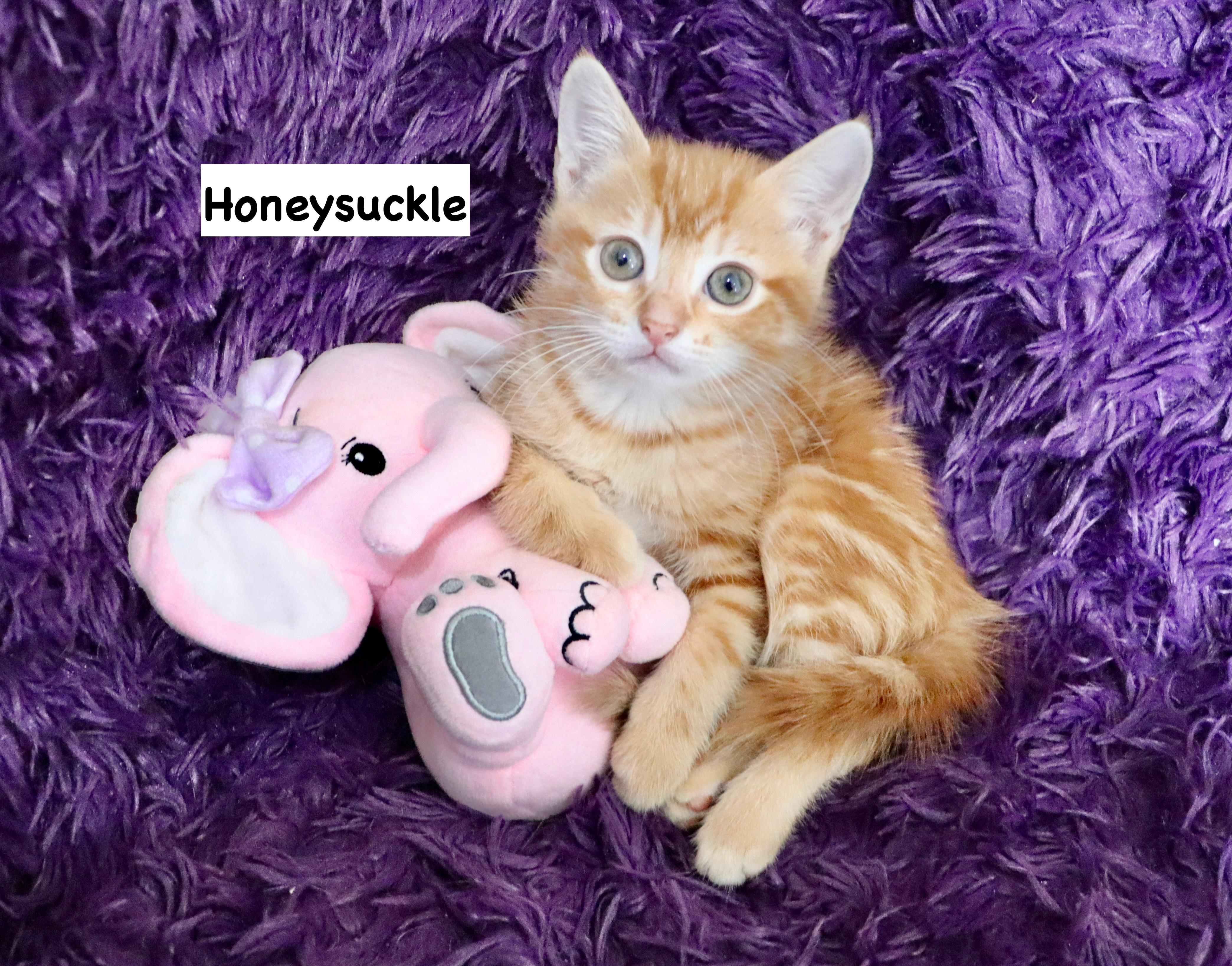 Honeysuckle, adopted, Kitten Female Tabby.