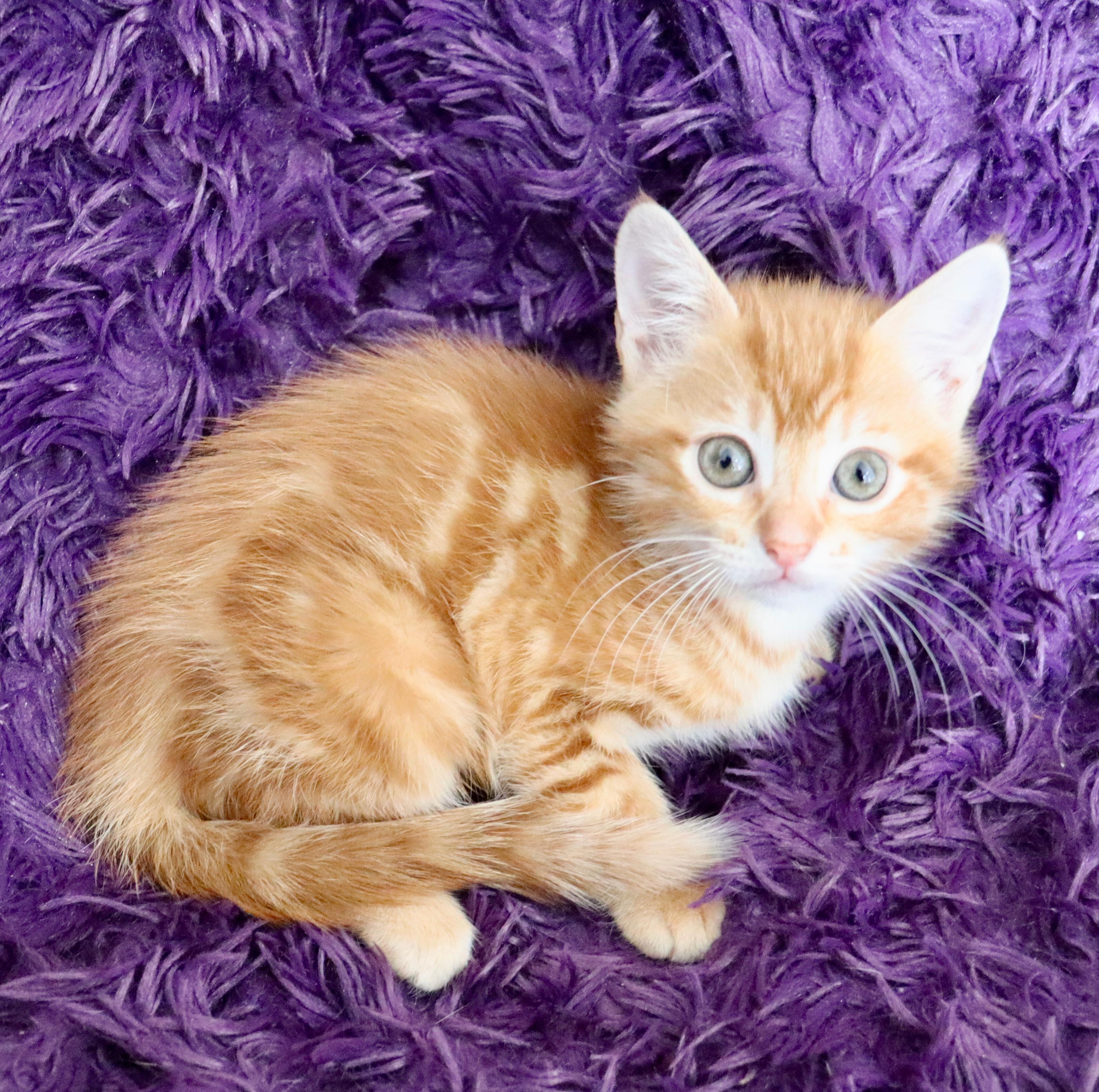 Enlarge Honeysuckle, an adopted mixed breed in Saint Augustine, FL image 5/6