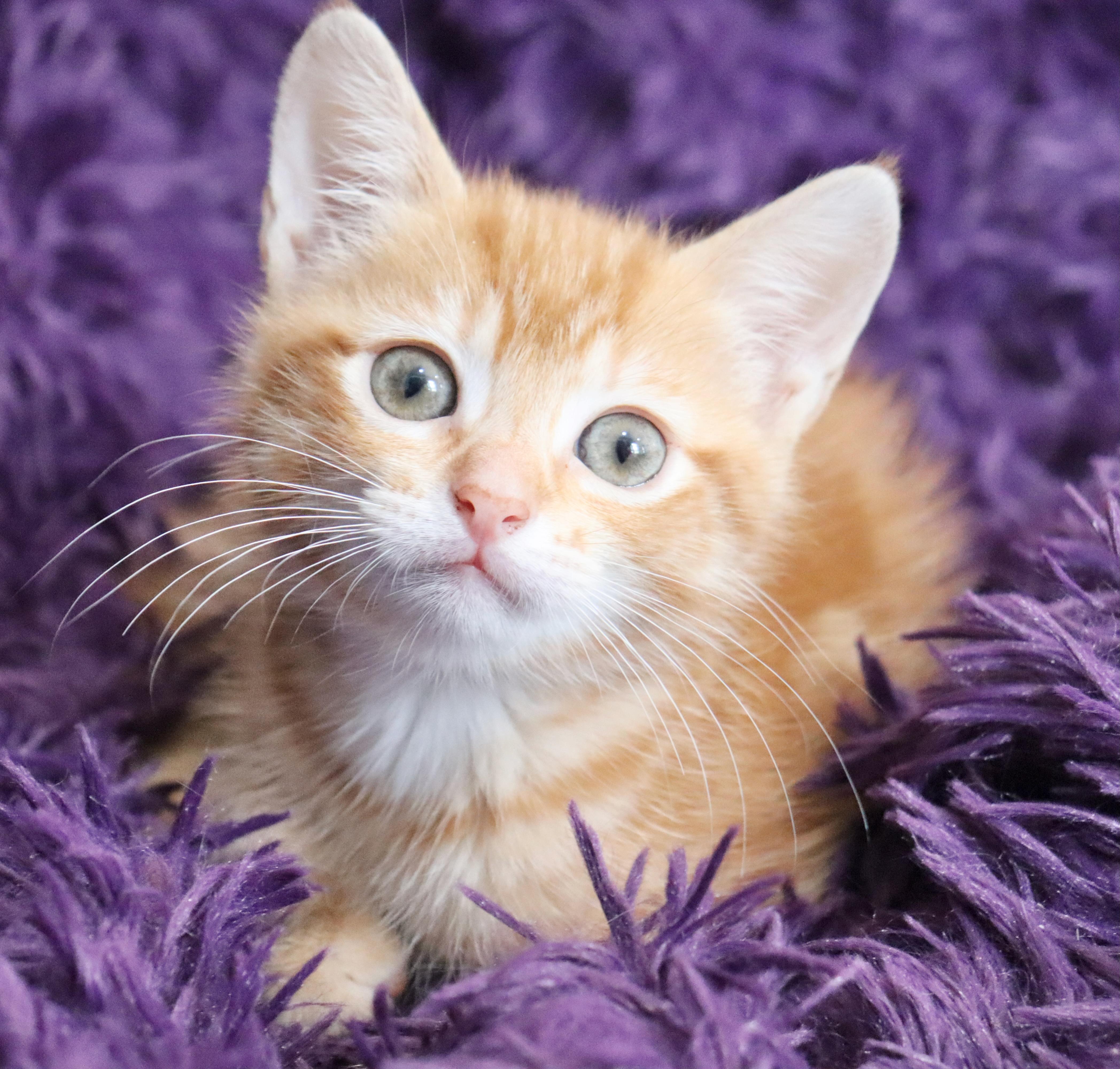 Enlarge Honeysuckle, an adopted mixed breed in Saint Augustine, FL image 3/6