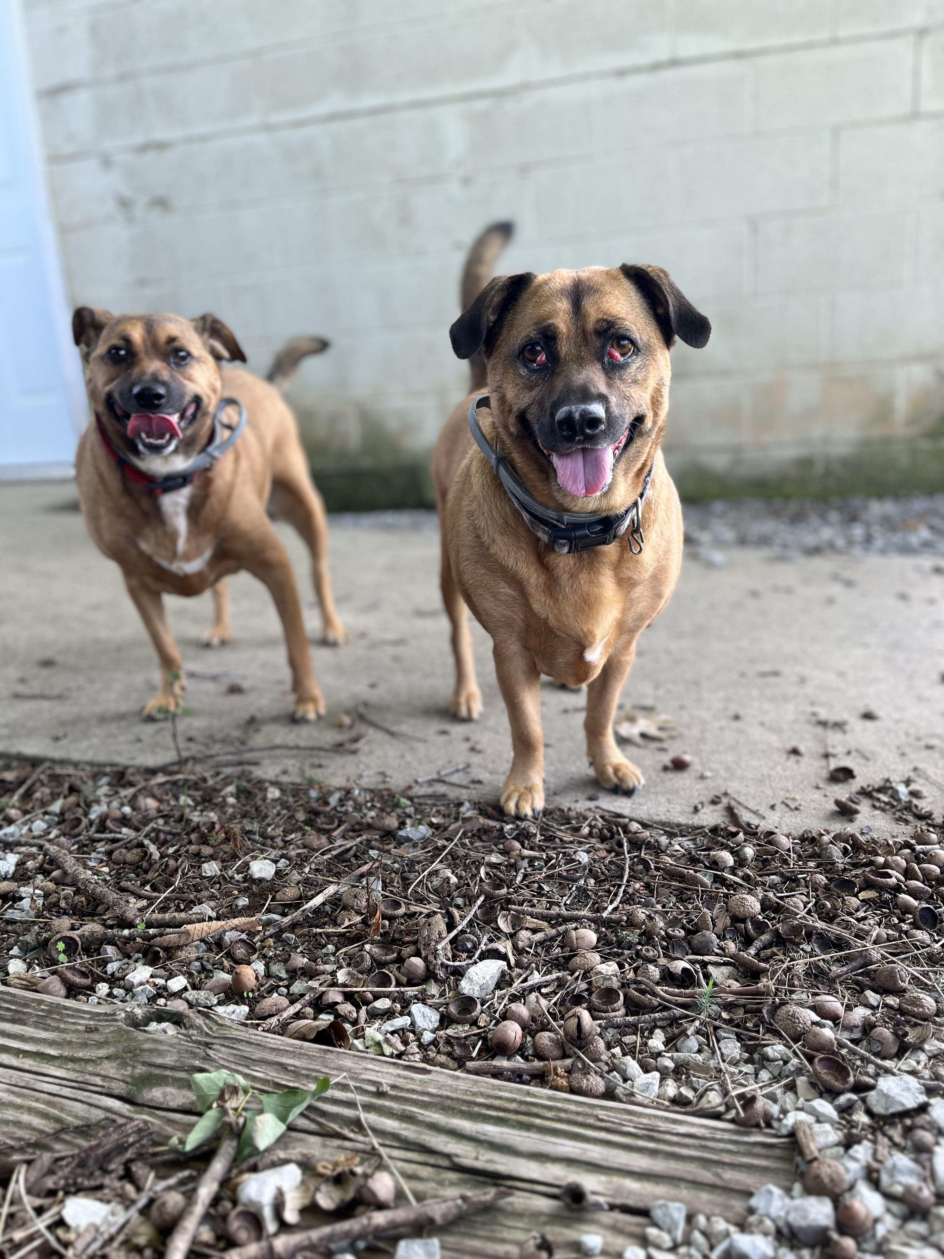 Lizzie & Lacey, Adoptable, Adult Female Beagle.