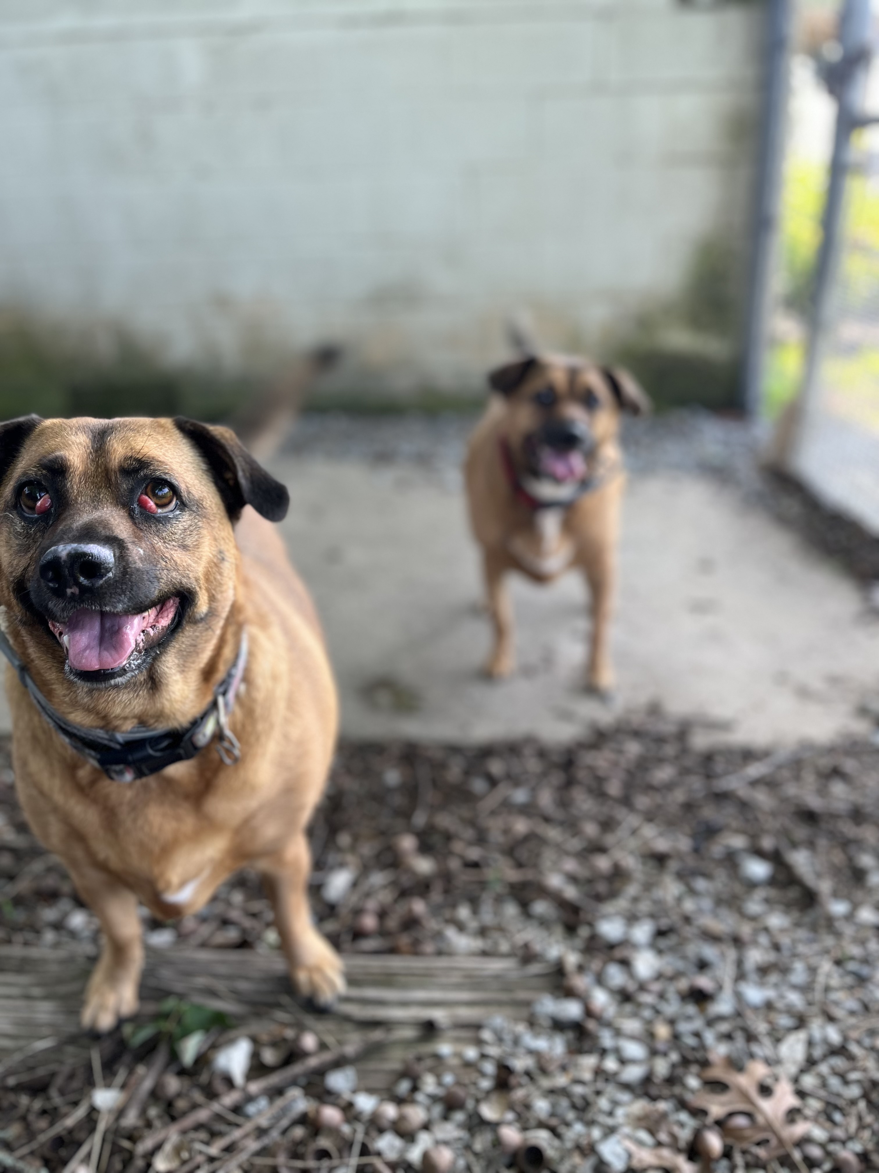 Lizzie & Lacey, a Adoptable mixed breed in Shelbyville, TN image 2/6