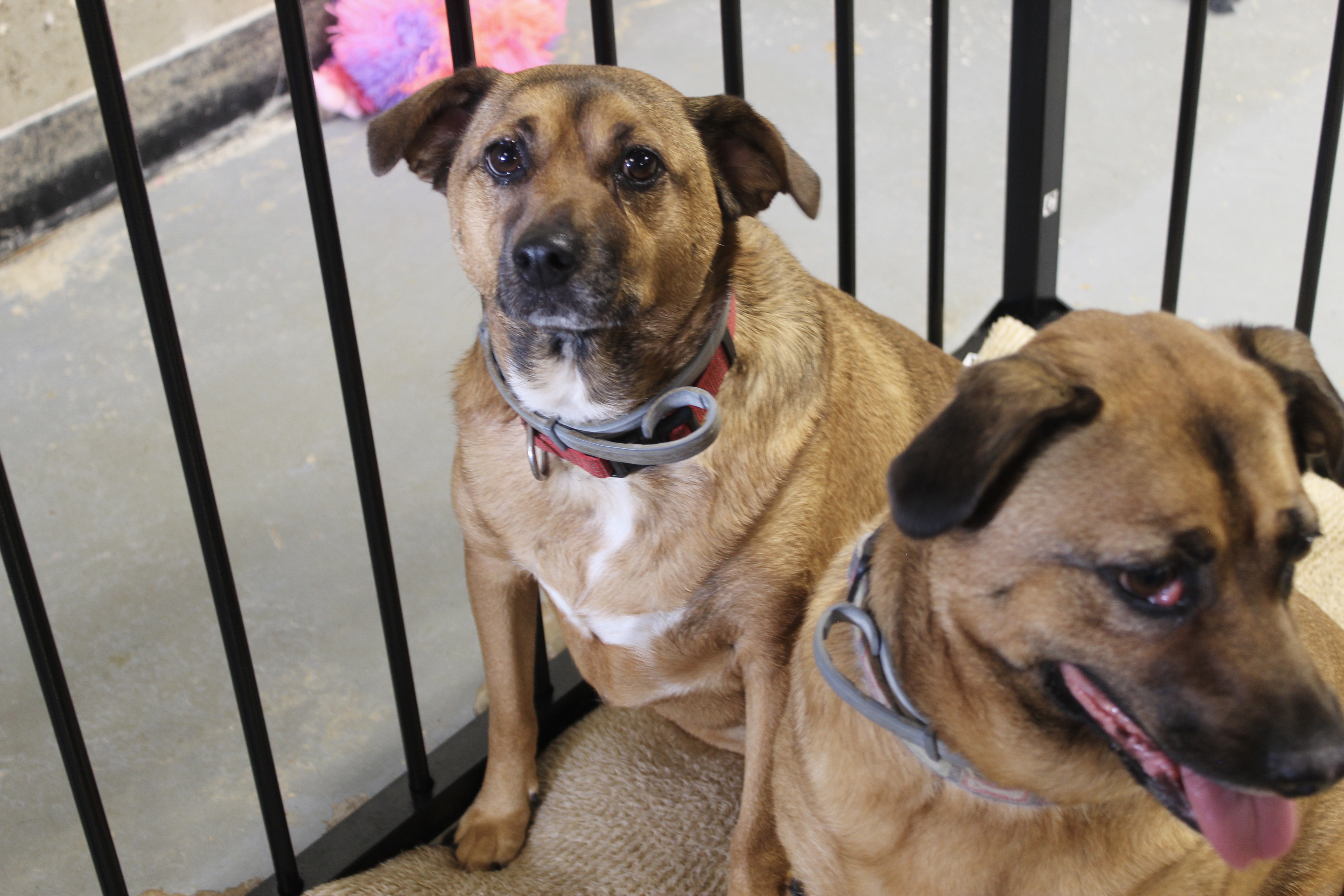 Lizzie & Lacey, Adoptable, Adult Female Beagle.