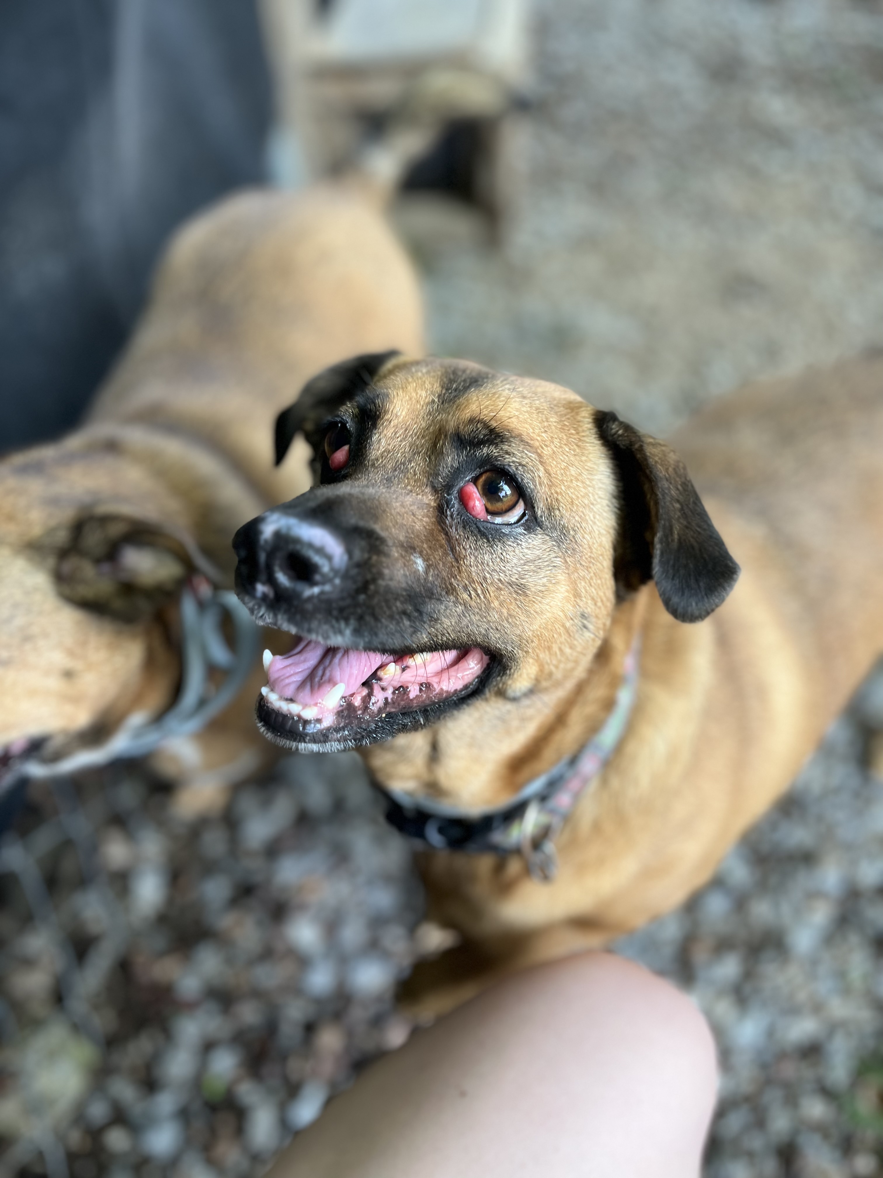 Lizzie & Lacey, a Adoptable mixed breed in Shelbyville, TN image 4/6