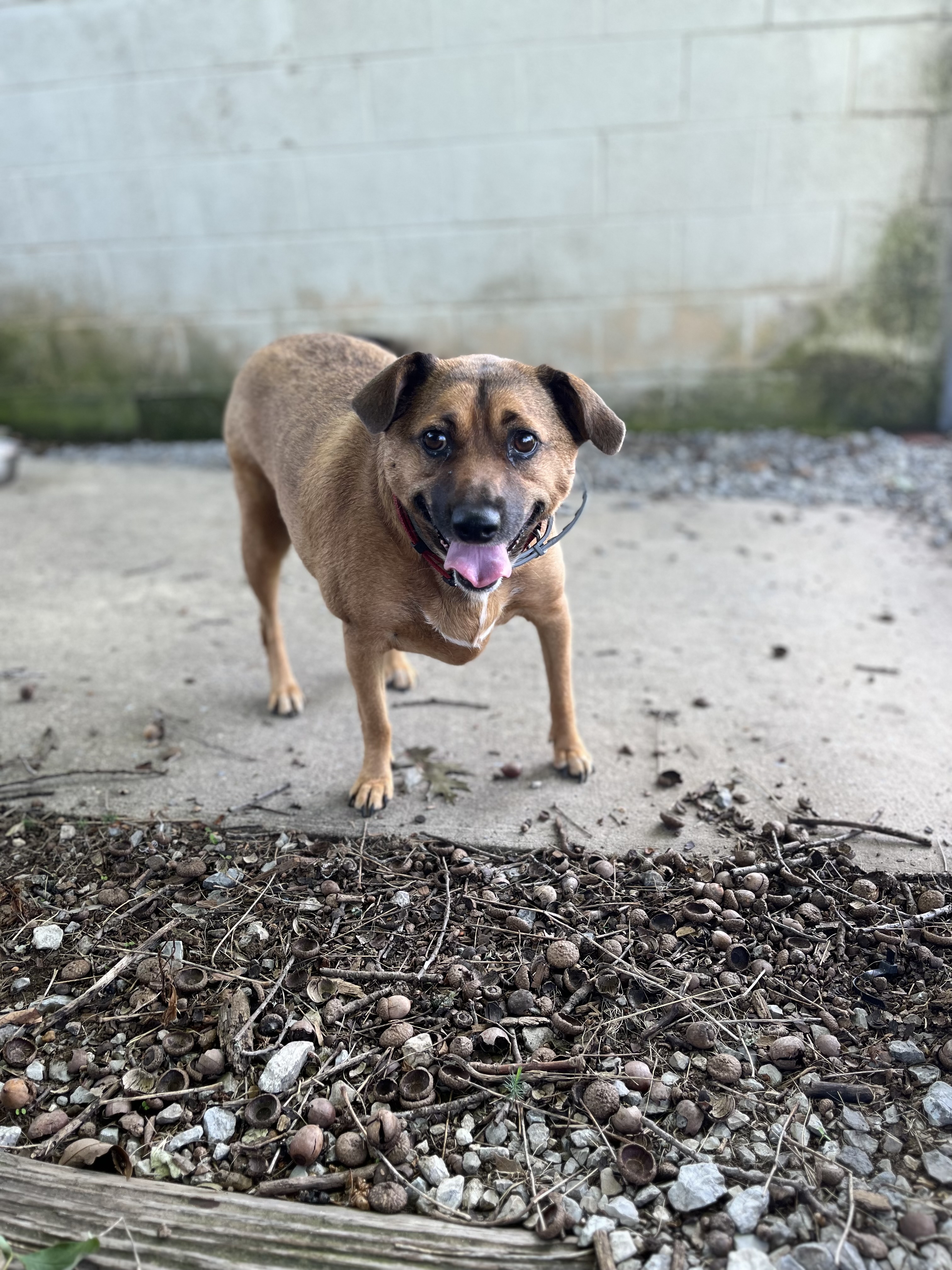 Lizzie & Lacey, Adoptable, Adult Female Beagle.