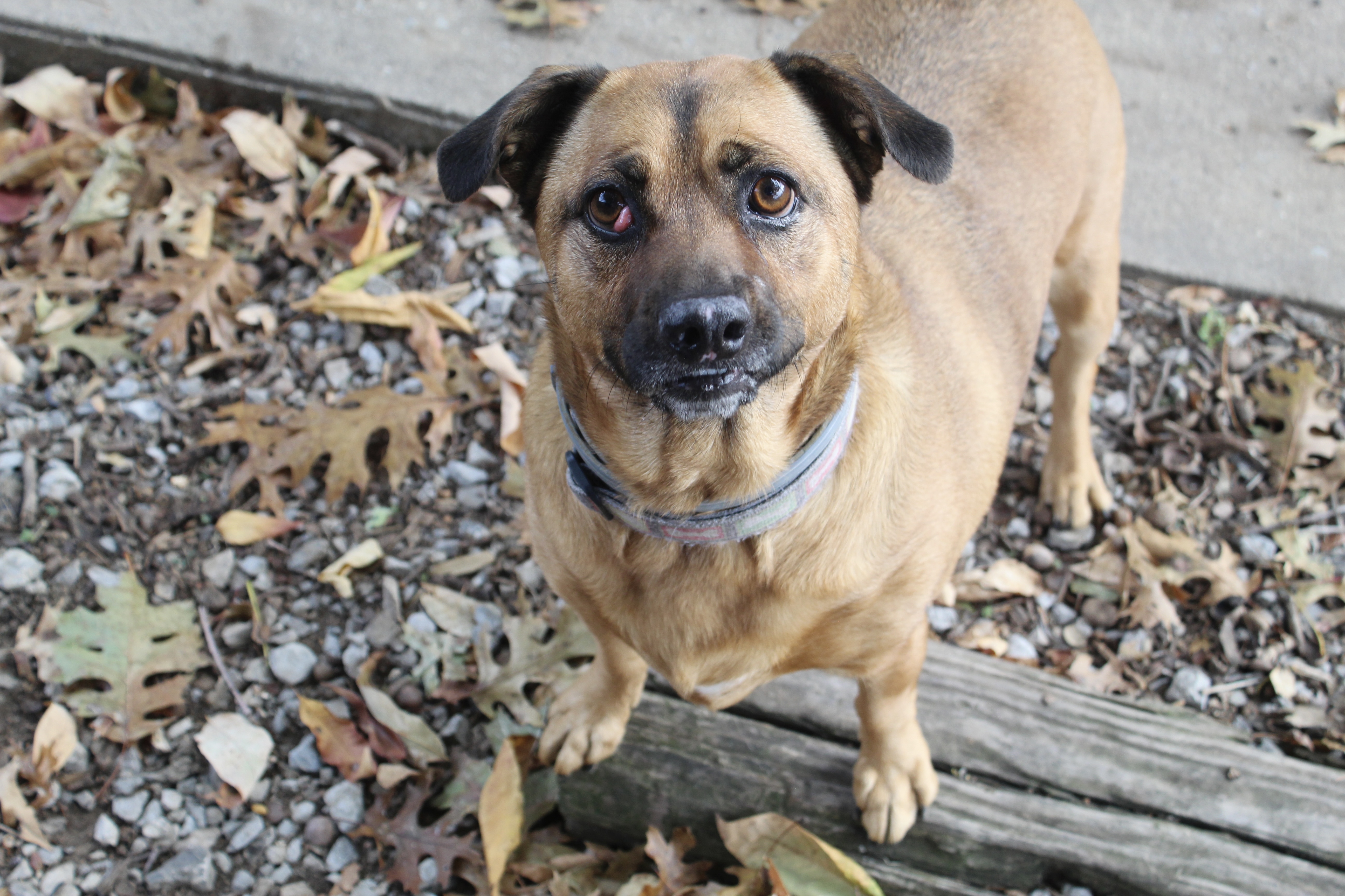 Lizzie & Lacey, a Adoptable mixed breed in Shelbyville, TN image 6/6