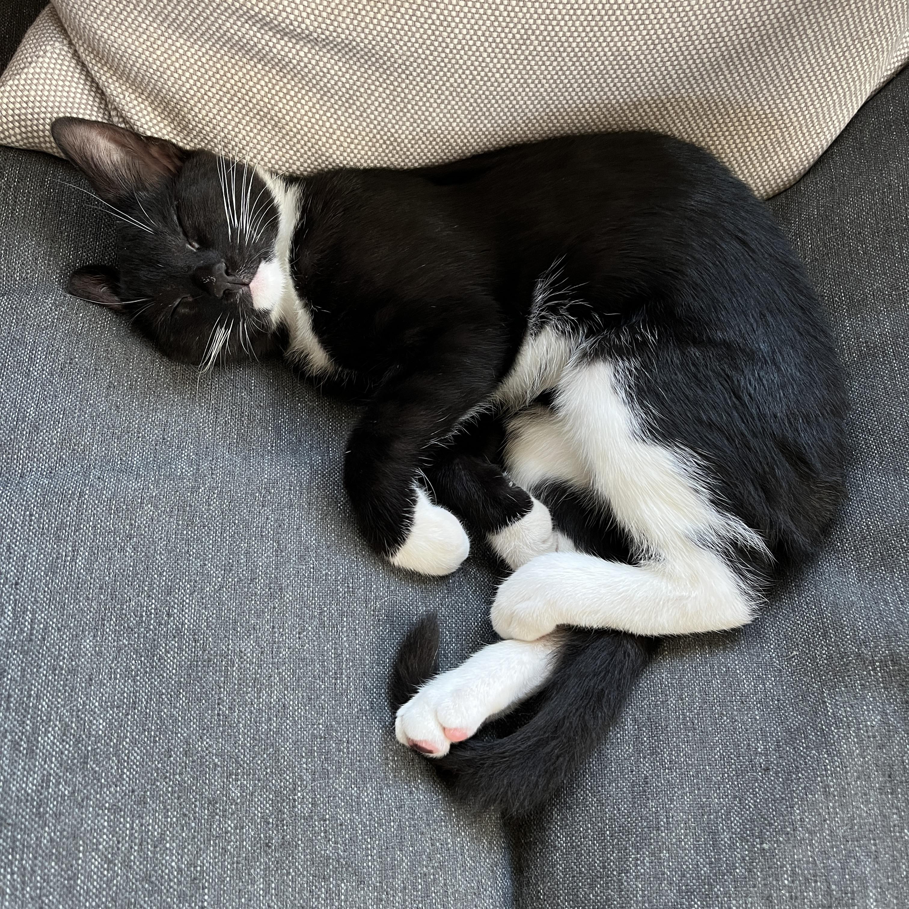 Enlarge Coconut, a Adoptable Domestic Short Hair in Neenah, WI image 2/6