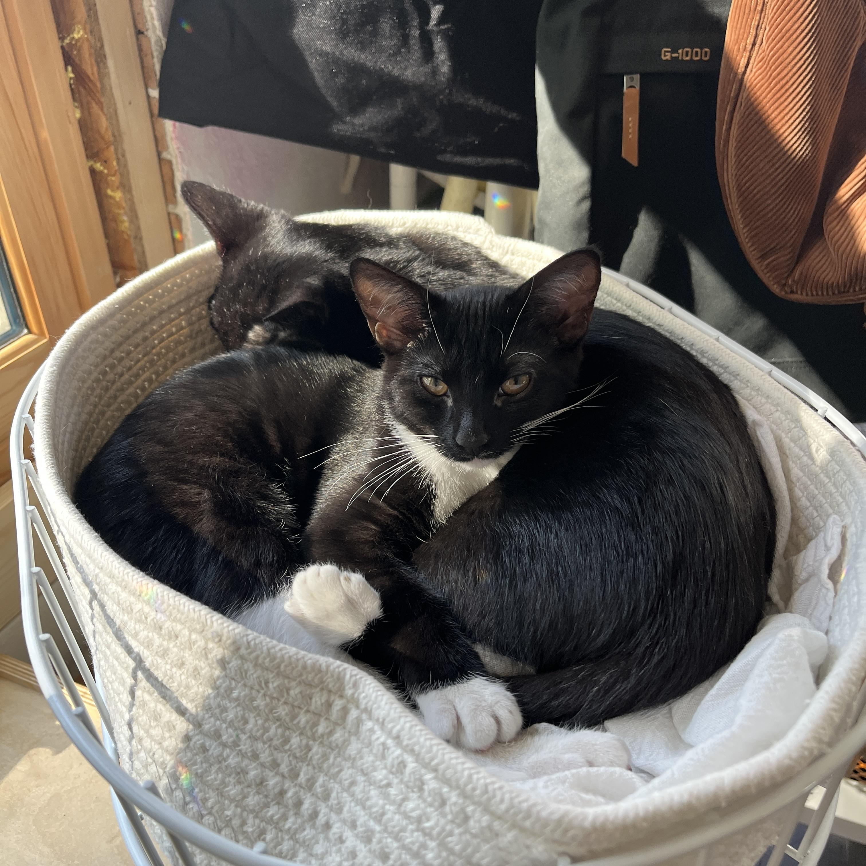 Enlarge Coconut, a Adoptable Domestic Short Hair in Neenah, WI image 3/6