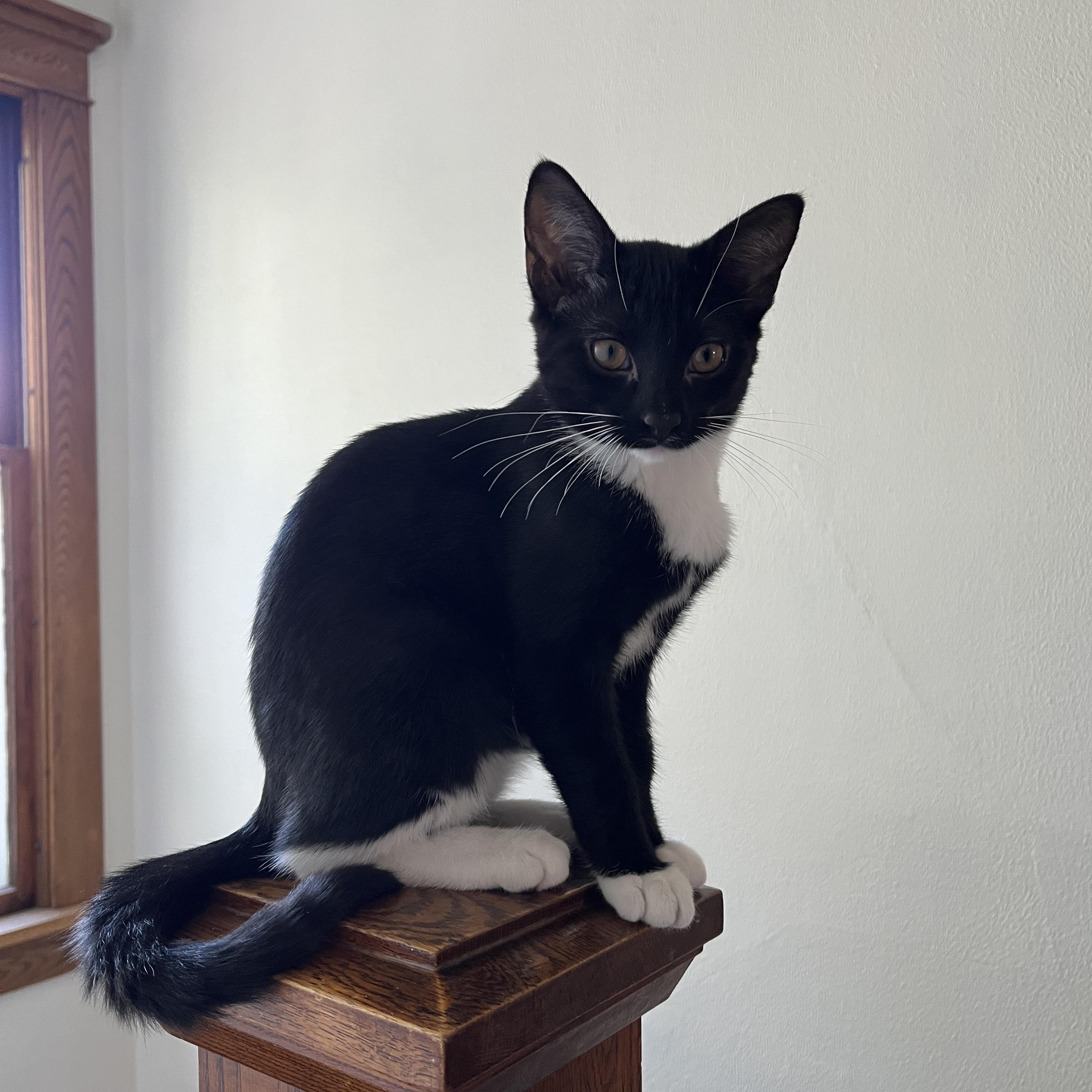 Enlarge Coconut, a Adoptable Domestic Short Hair in Neenah, WI image 4/6