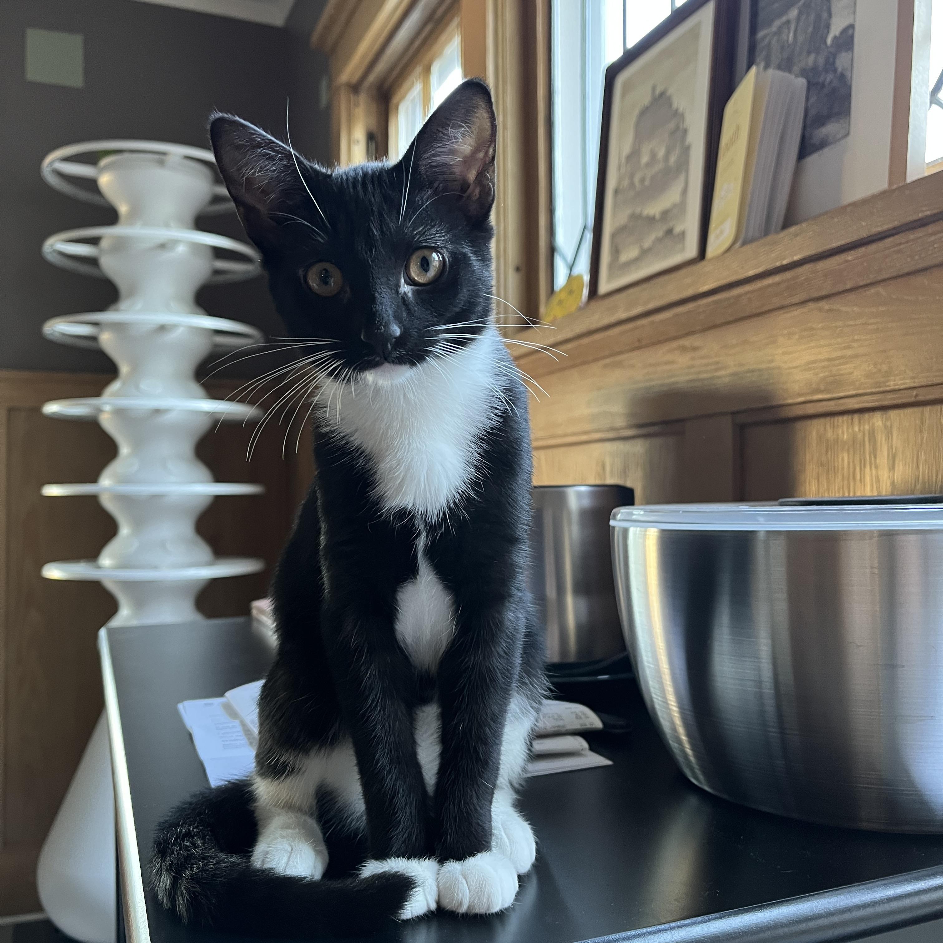 Coconut, Adoptable, Kitten Female Domestic Short Hair.