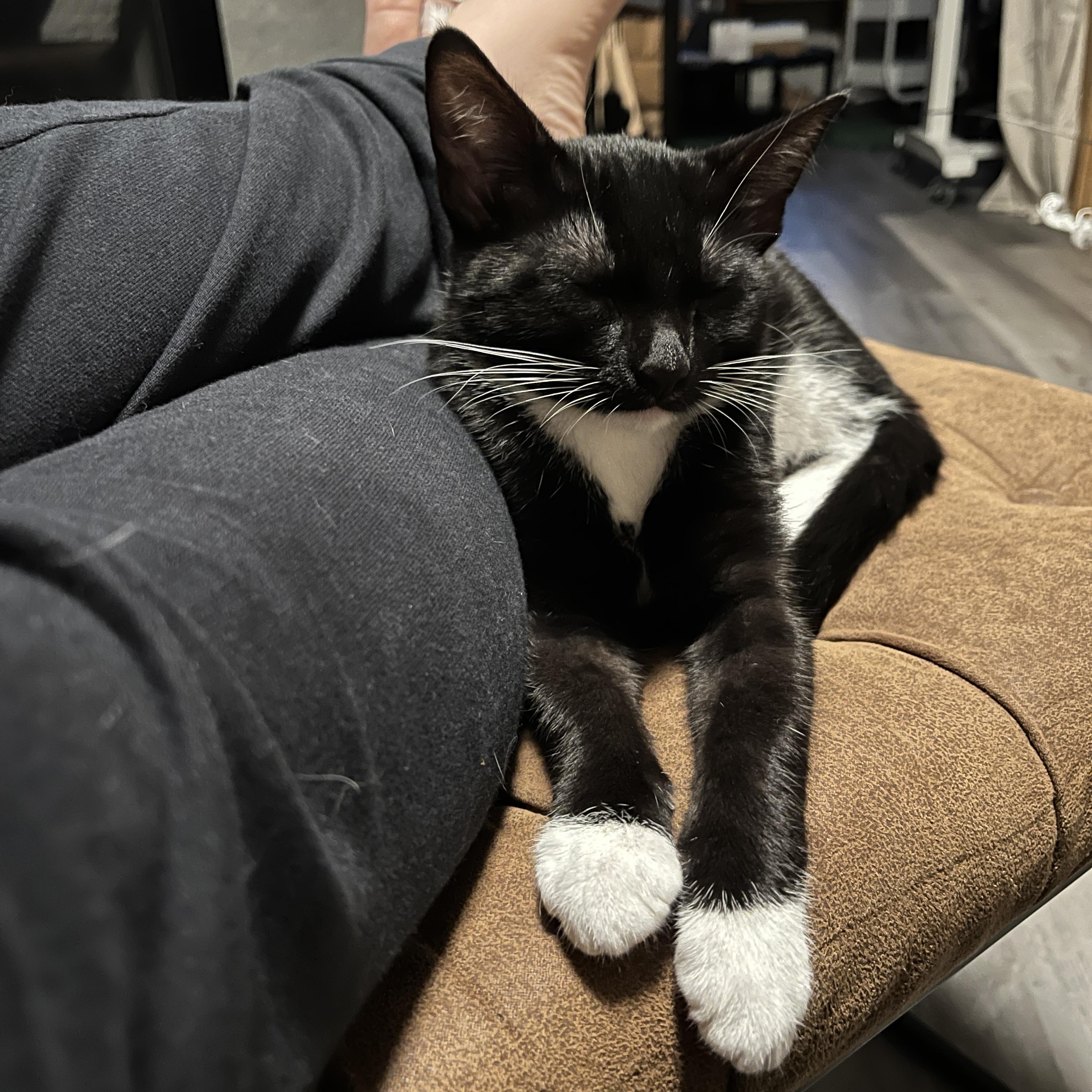 Enlarge Coconut, a Adoptable Domestic Short Hair in Neenah, WI image 5/6