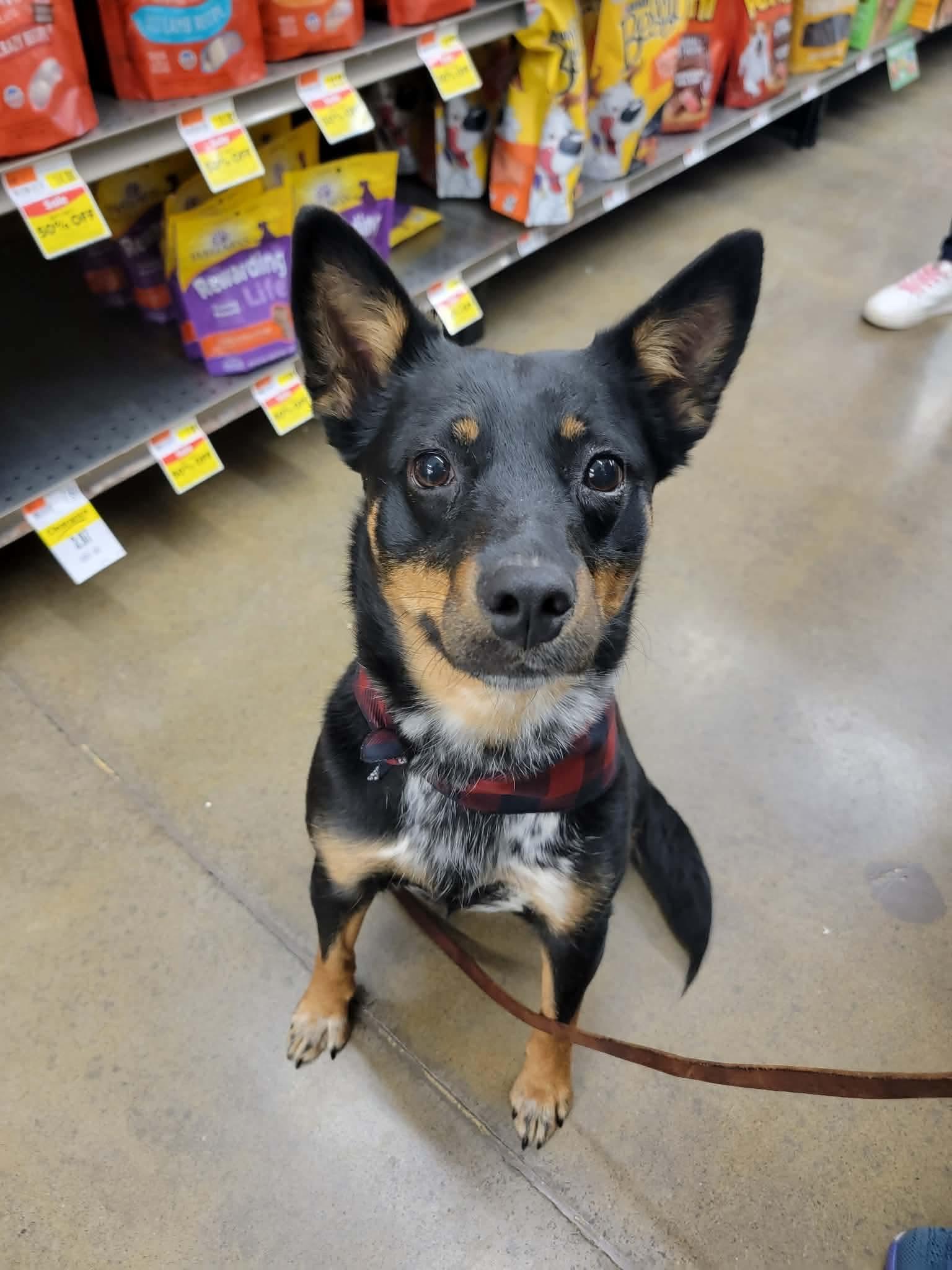 Enlarge Kalia, a ADOPTABLE Mixed Breed in Rochester , NY image 2/4