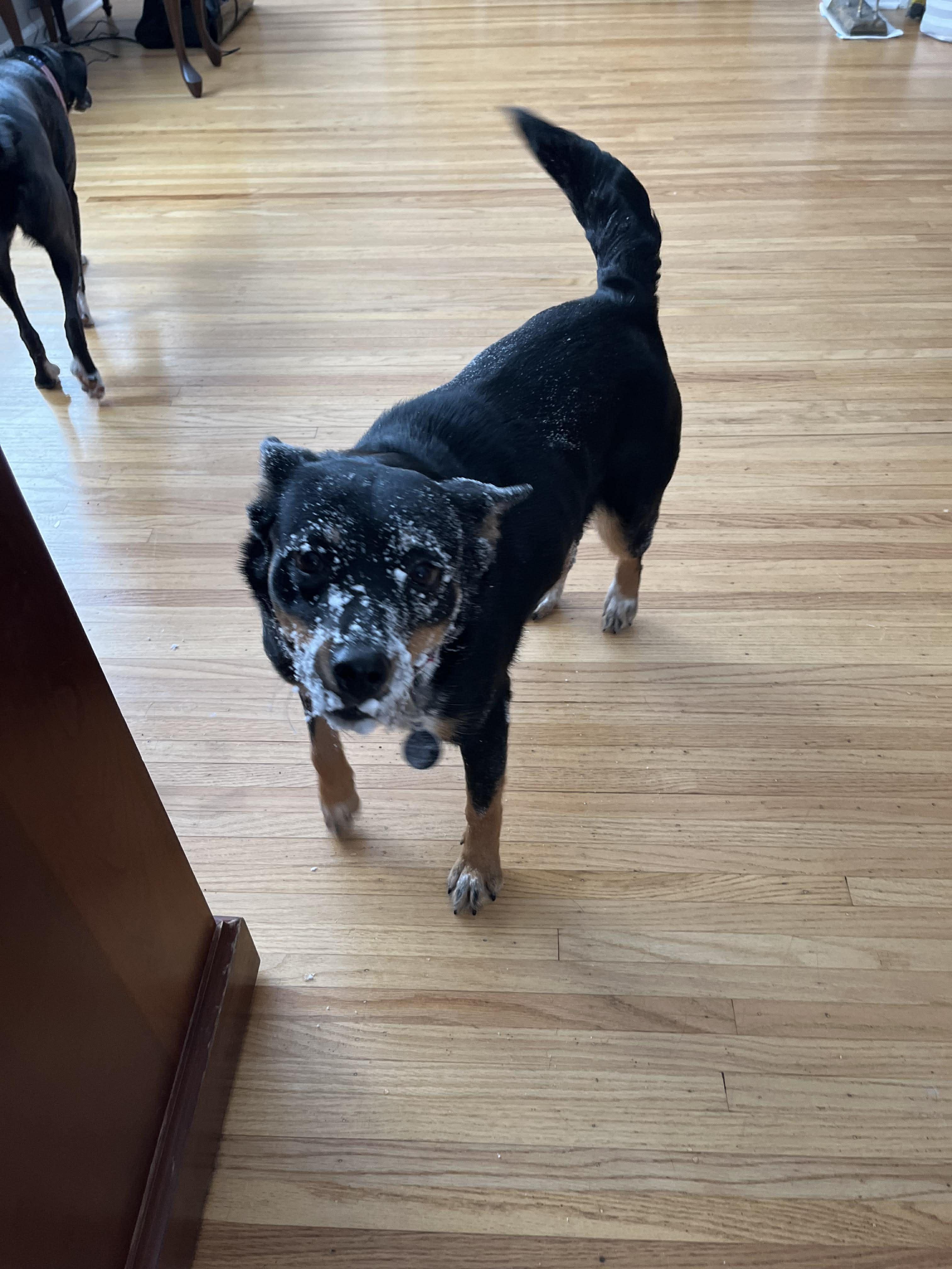 Enlarge Kalia, a ADOPTABLE Mixed Breed in Rochester , NY image 2/4