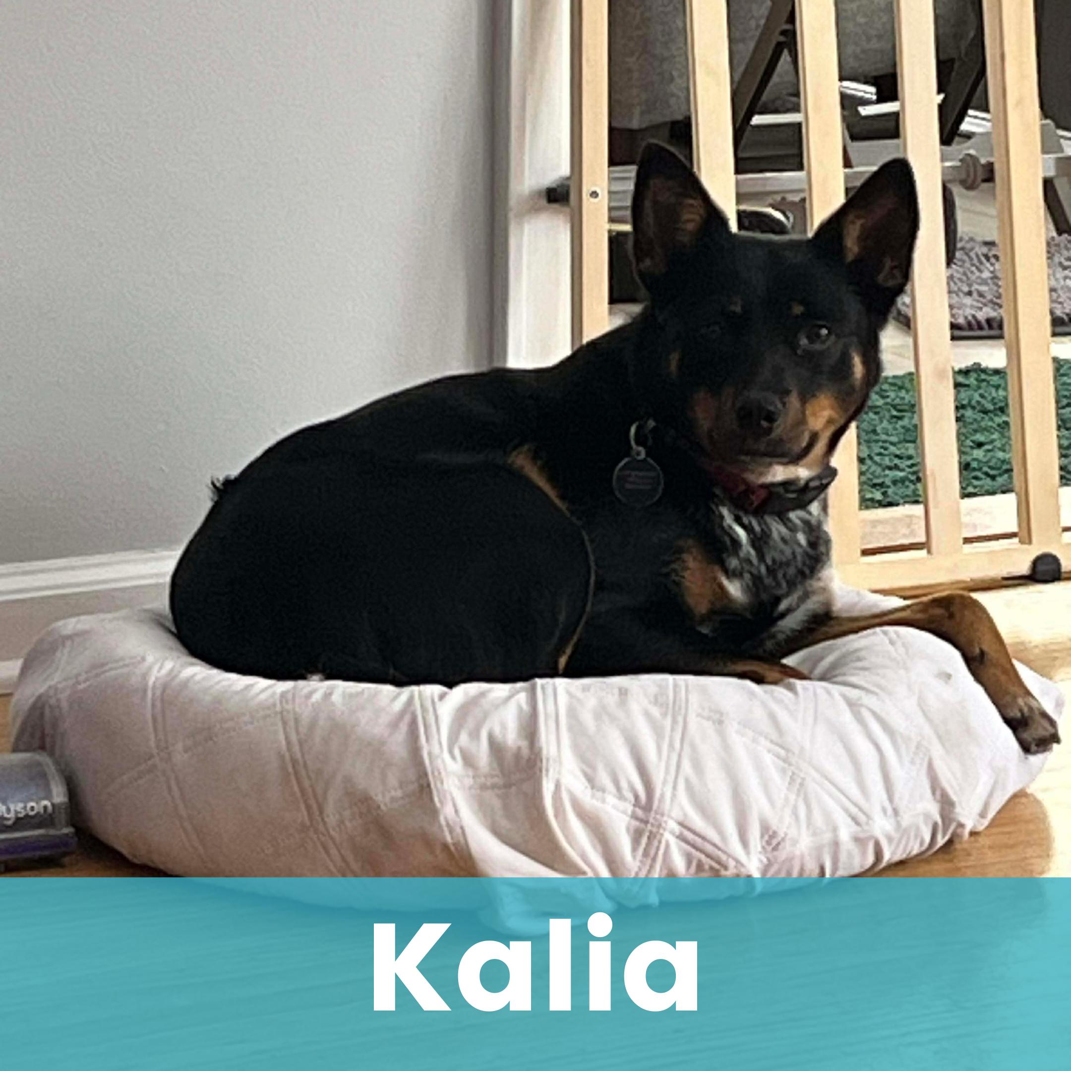 Enlarge Kalia, a ADOPTABLE Mixed Breed in Rochester , NY image 1/4