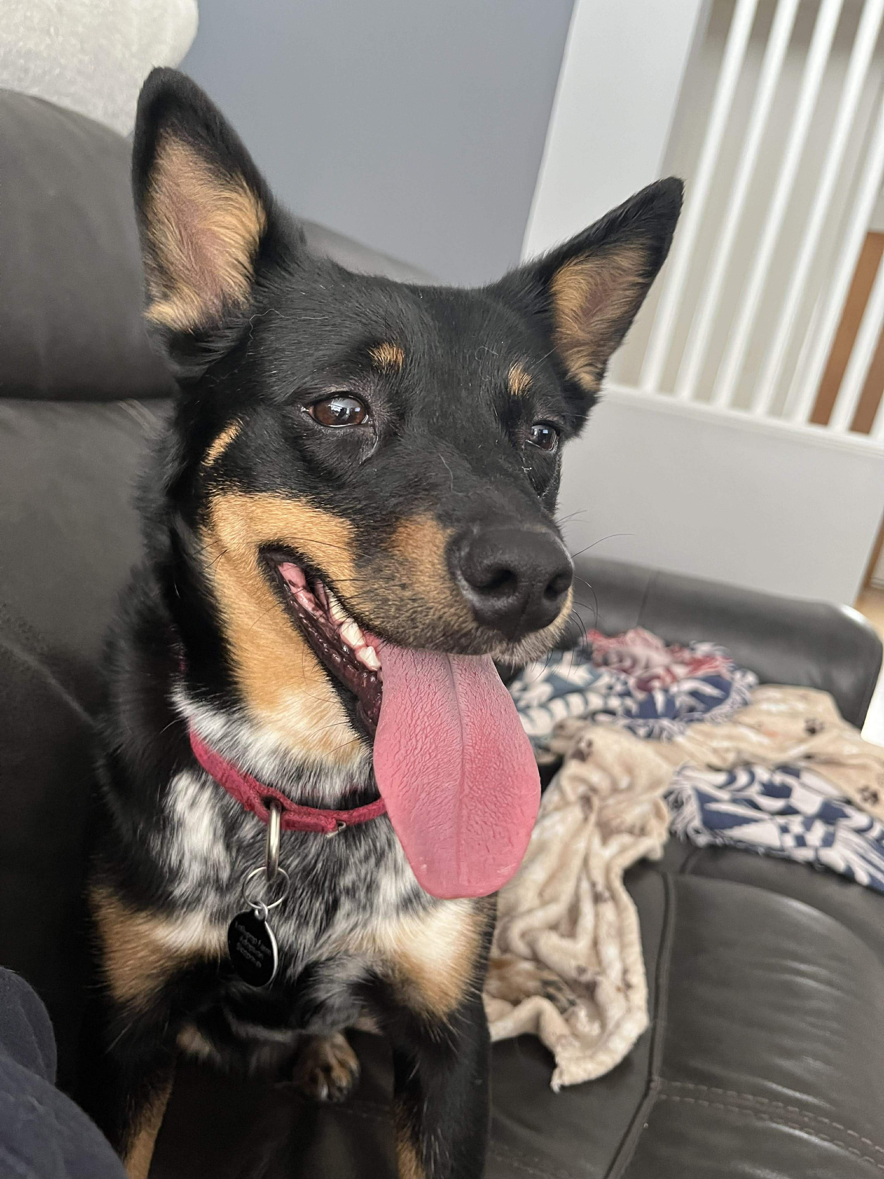 Enlarge Kalia, a ADOPTABLE Mixed Breed in Rochester , NY image 4/4