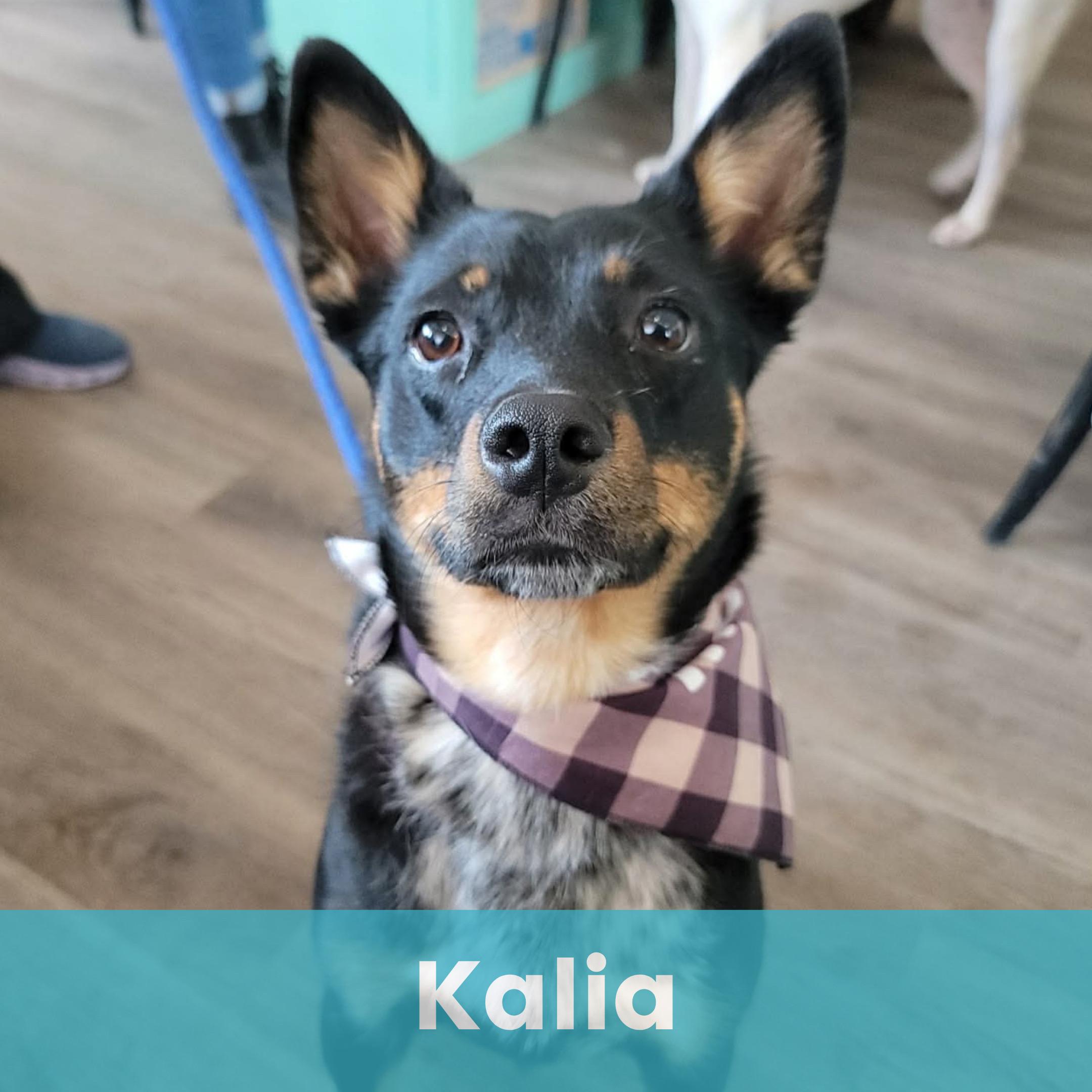 Kalia, ADOPTABLE, Young Female Mixed Breed.