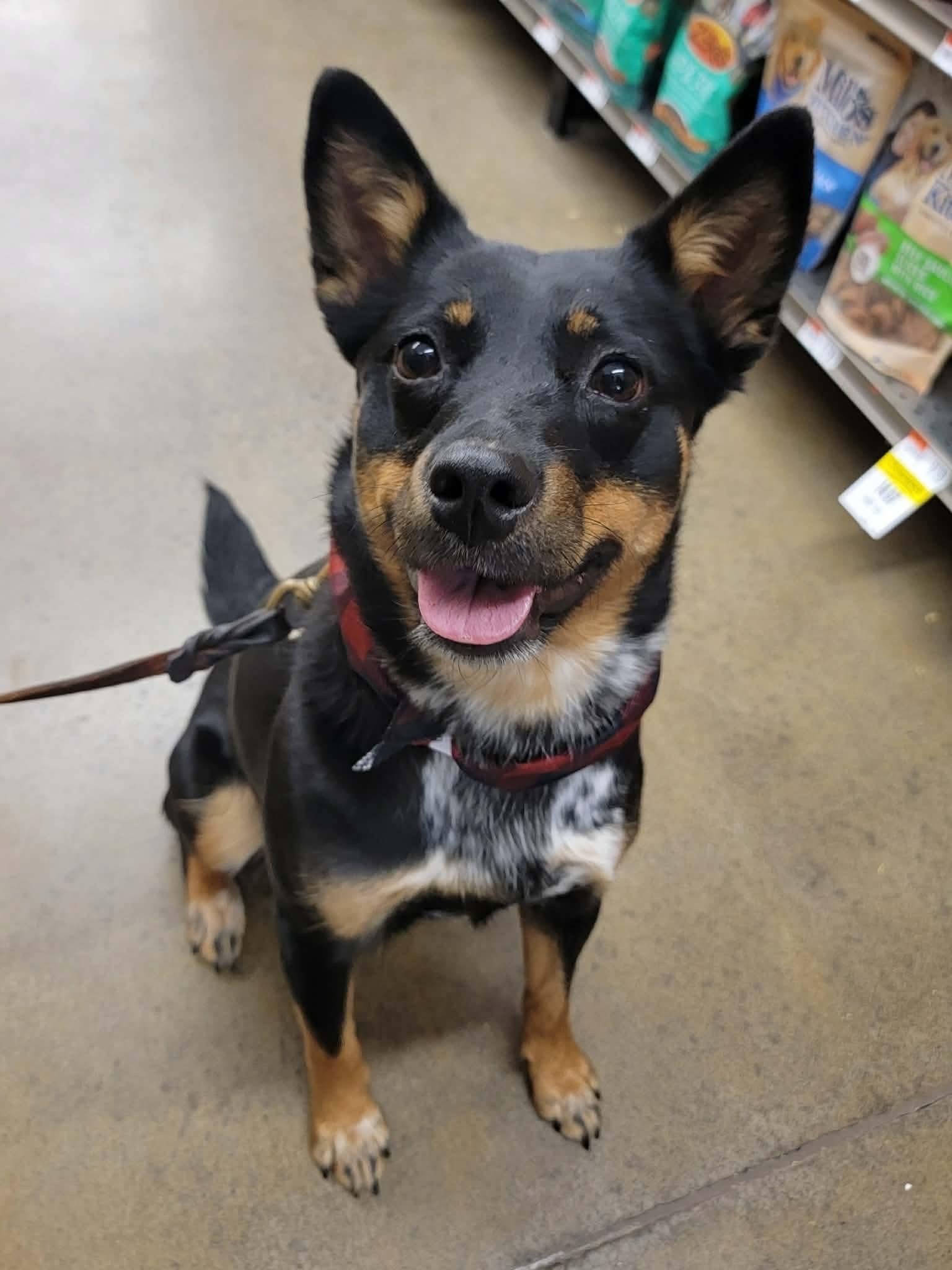 Enlarge Kalia, a ADOPTABLE Mixed Breed in Rochester , NY image 3/4