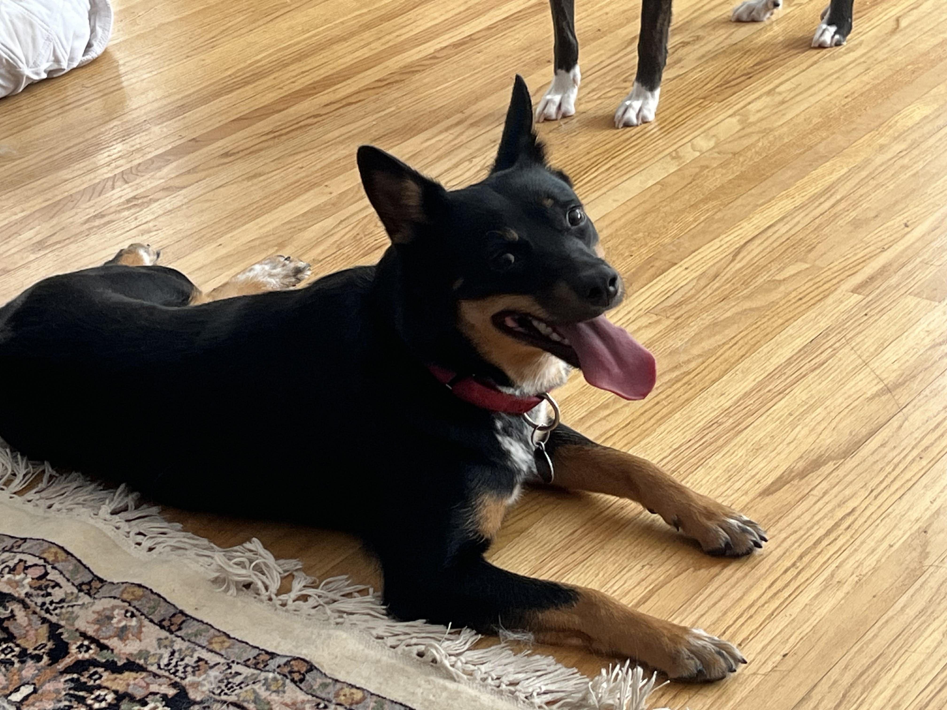 Enlarge Kalia, a ADOPTABLE Mixed Breed in Rochester , NY image 3/4