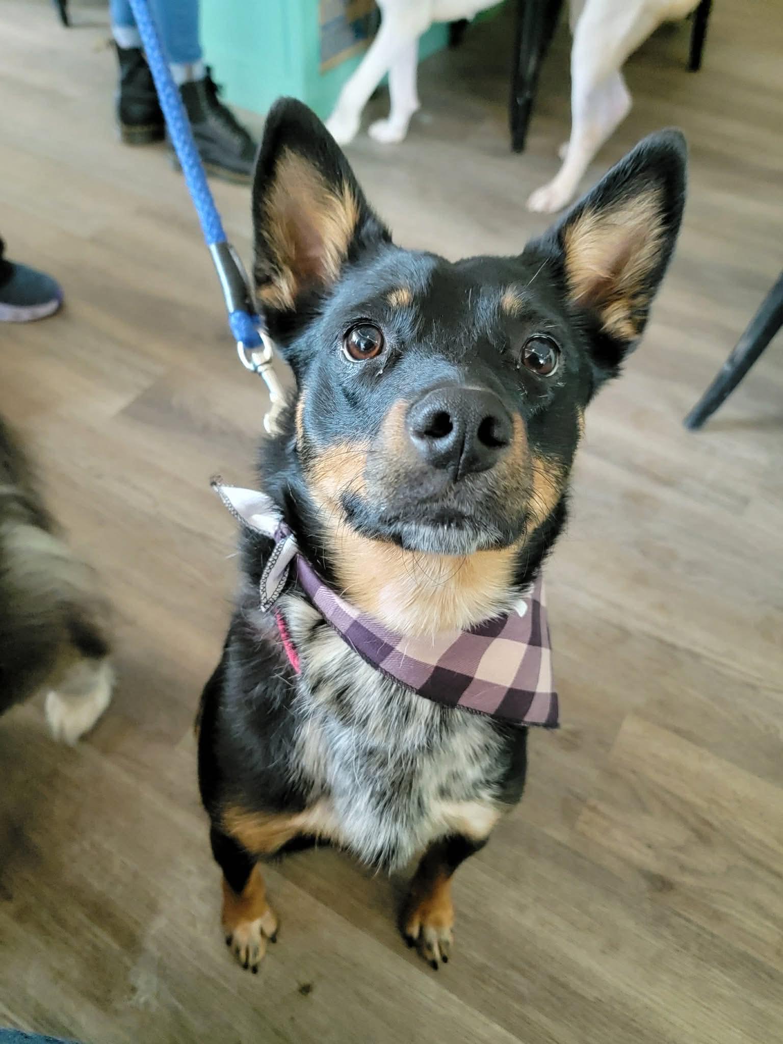 Enlarge Kalia, a ADOPTABLE Mixed Breed in Rochester , NY image 4/4