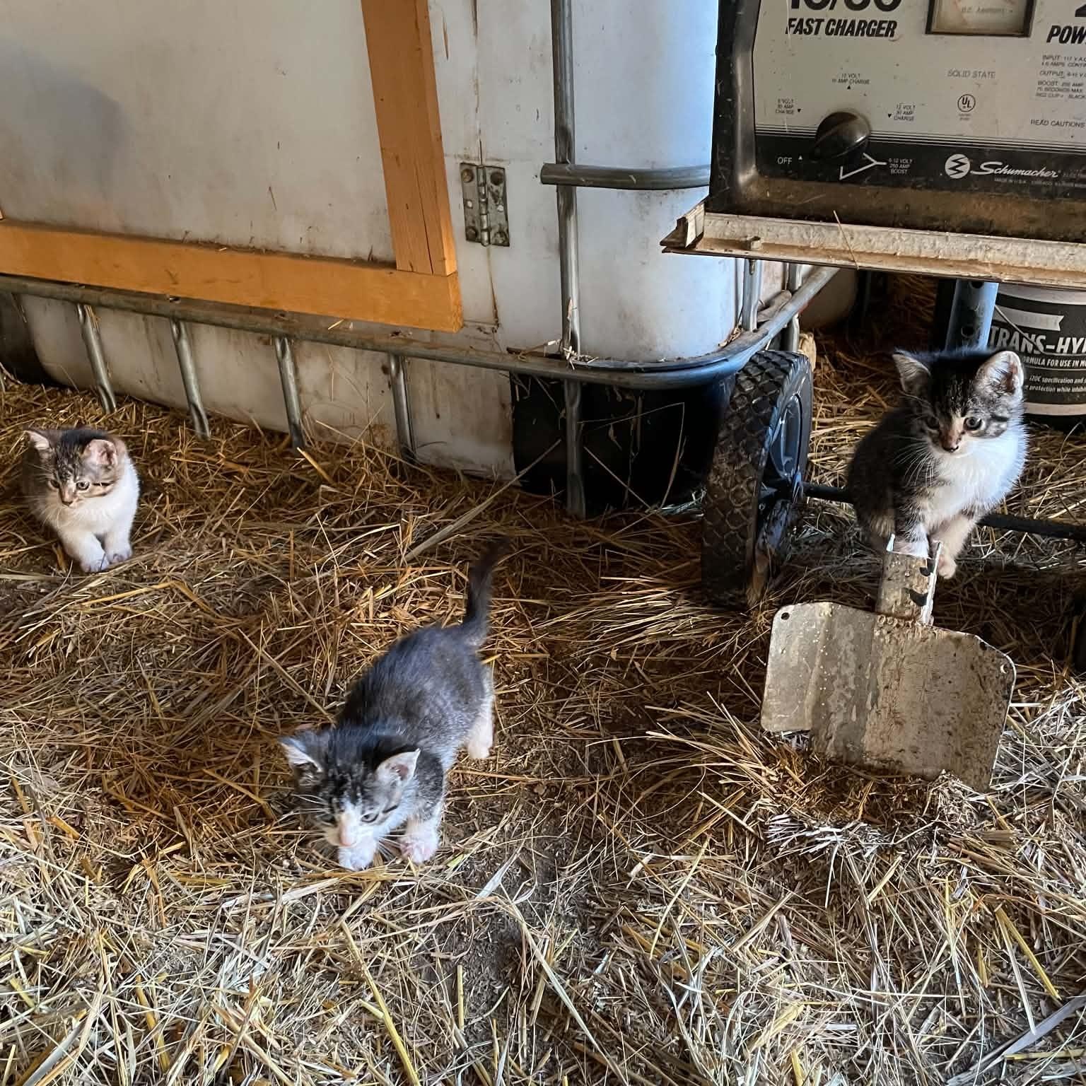 Enlarge Salt's Kittens, a Adopted mixed breed in Dickinson, ND image 2/2