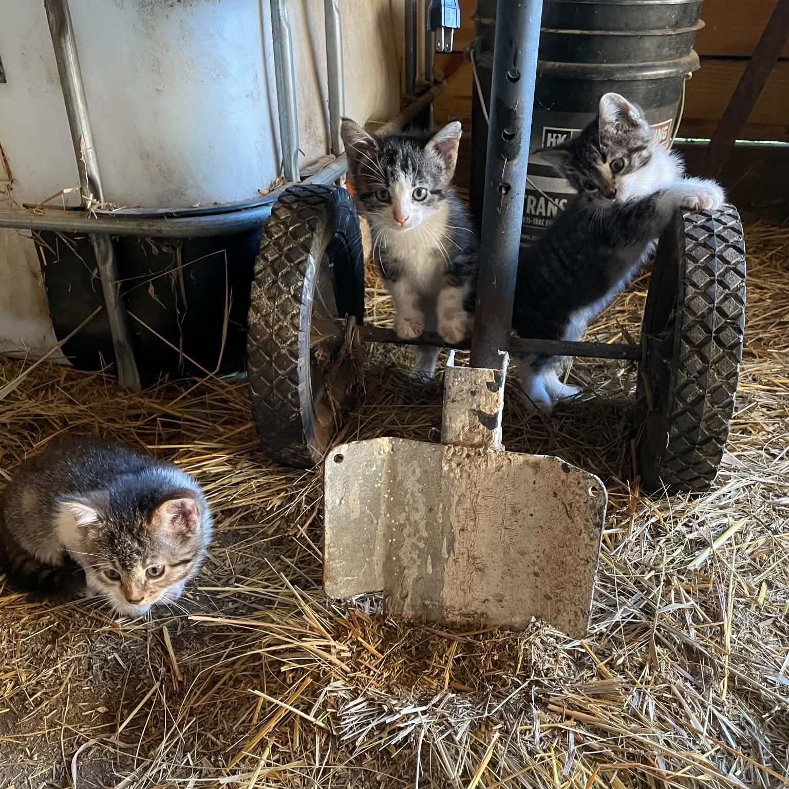Enlarge Salt's Kittens, a Adopted mixed breed in Dickinson, ND image 1/2