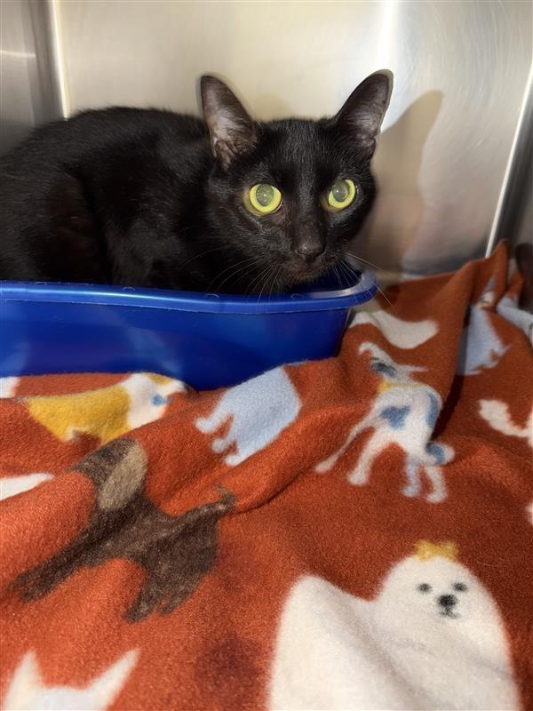 Shakira, Adoptable, Young Female Domestic Short Hair.