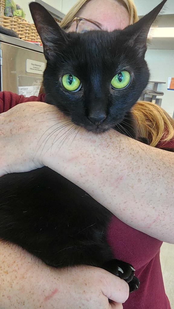 Shakira, a Adoptable mixed breed in New Kensington, PA image 4/6