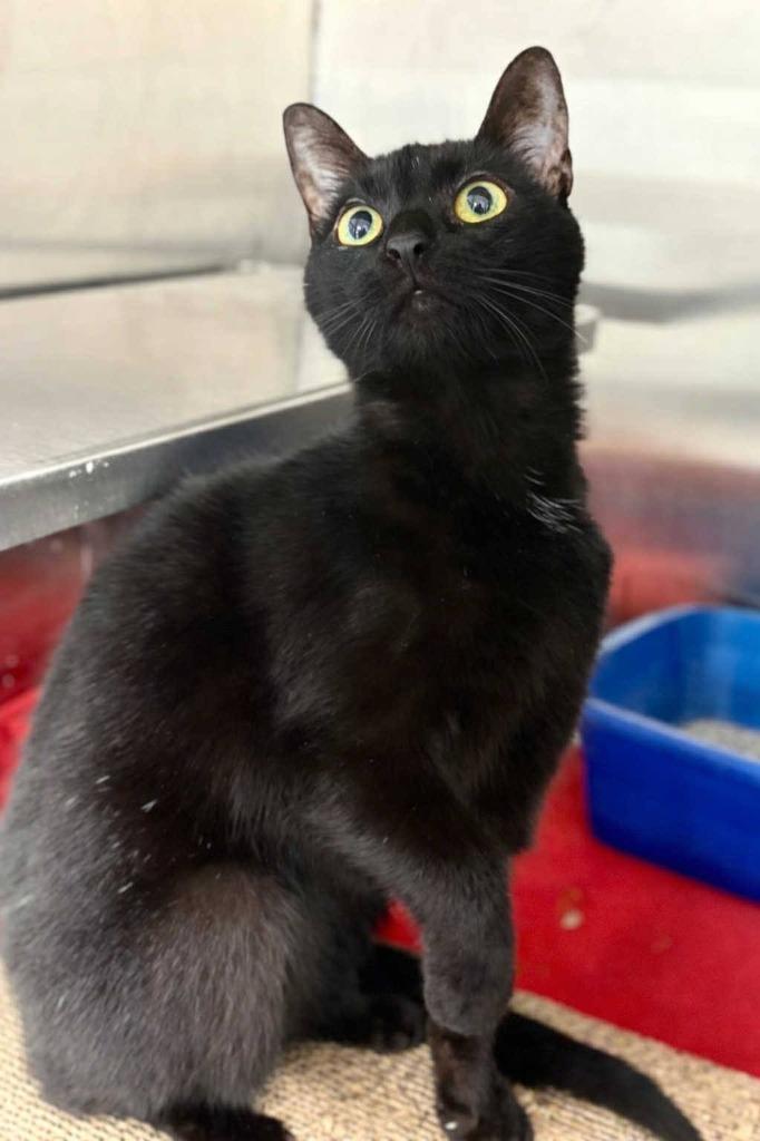 Shakira, a Adoptable mixed breed in New Kensington, PA image 5/6